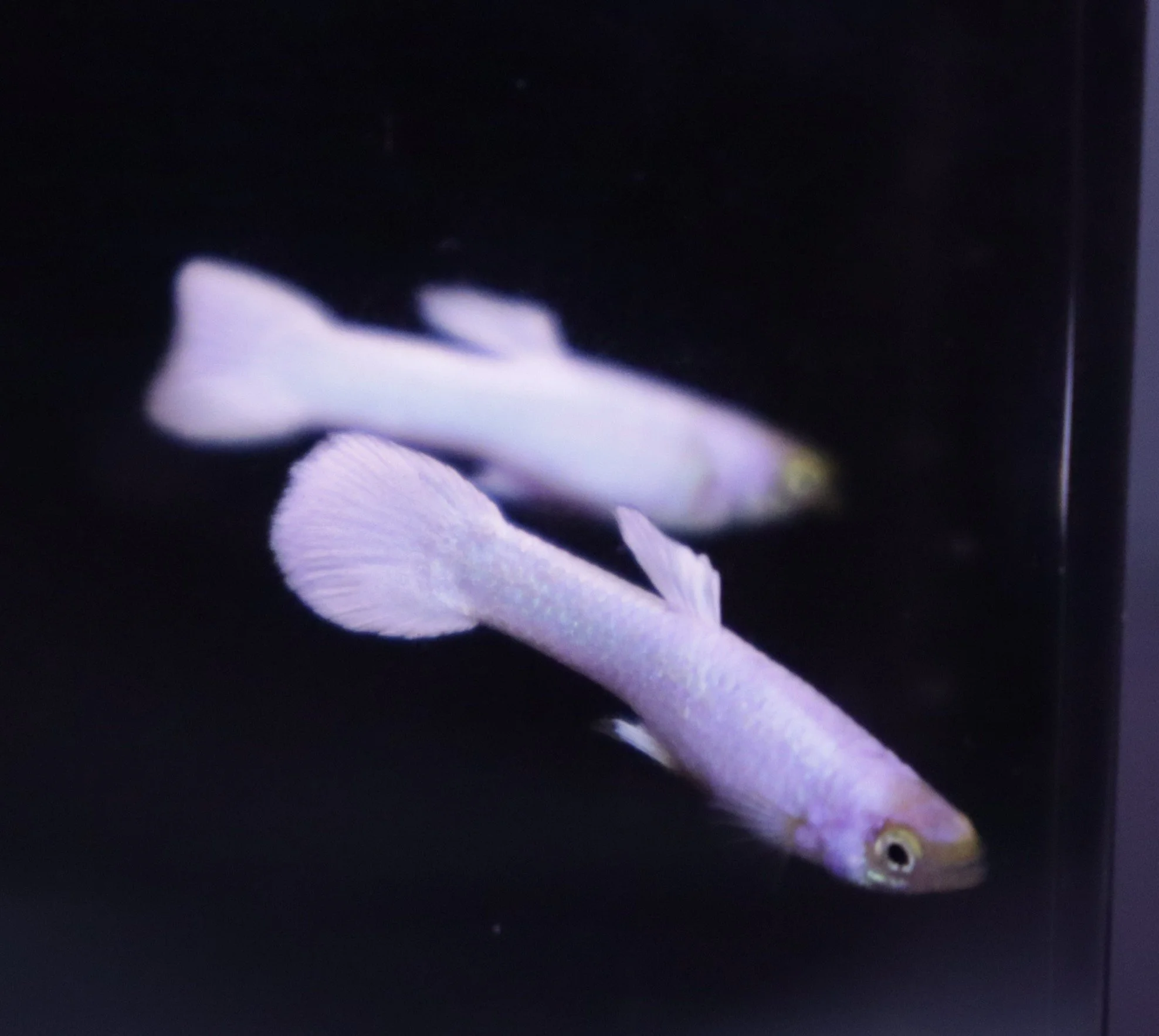 Male Snow White Guppies