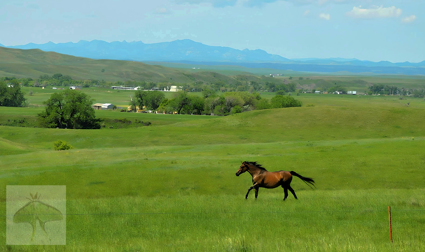 Running Wild – This beautiful fine specimen of a horse was running towards us and on the opposite side of the highway when I spotted him ahead.  We were speeding at seventy-three miles per hour, pulling an RV.  I asked my husband (who was driving) to