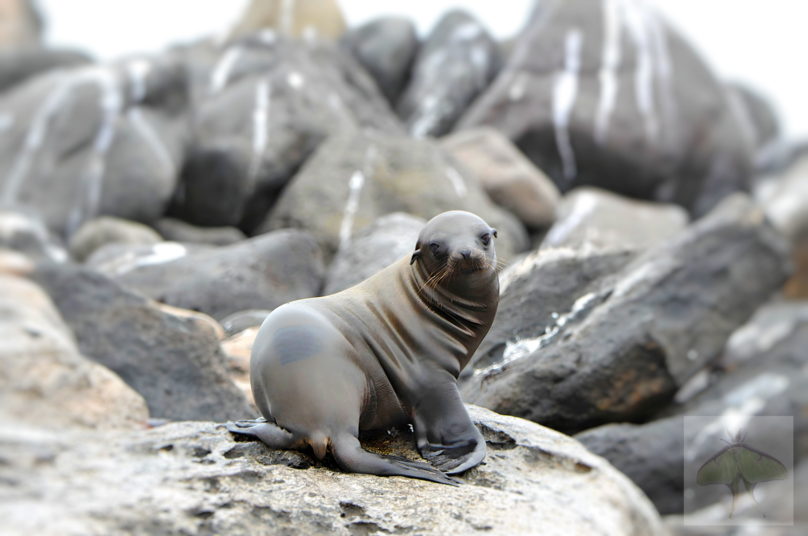 Galapagos Fur Seal- is staring right into my camera lens.  I didn't train him to do this; he just did it on his own.  He stole my heart!  He is the ideal print for any nature lover of any age.