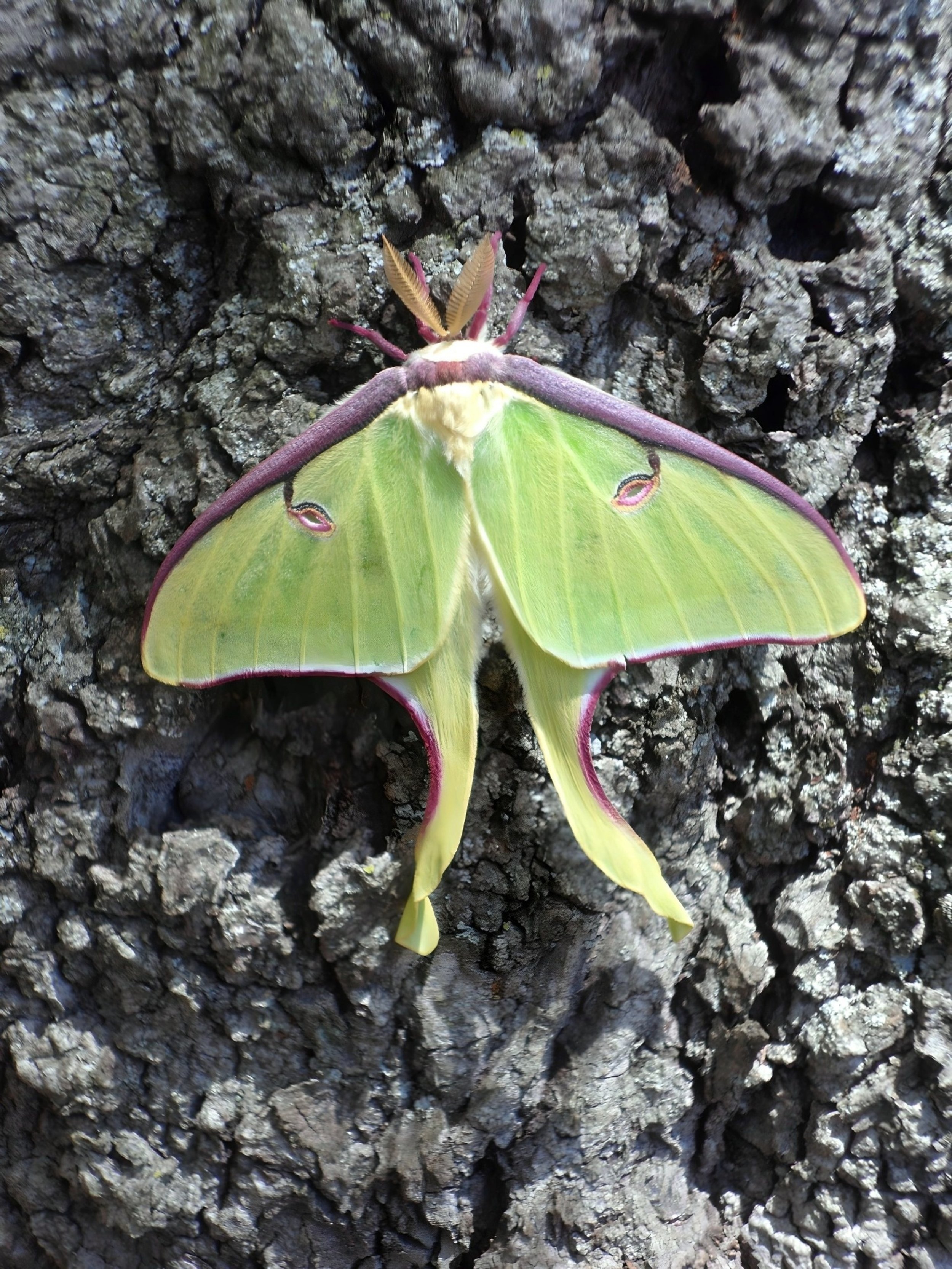 Luna moth on tree bark