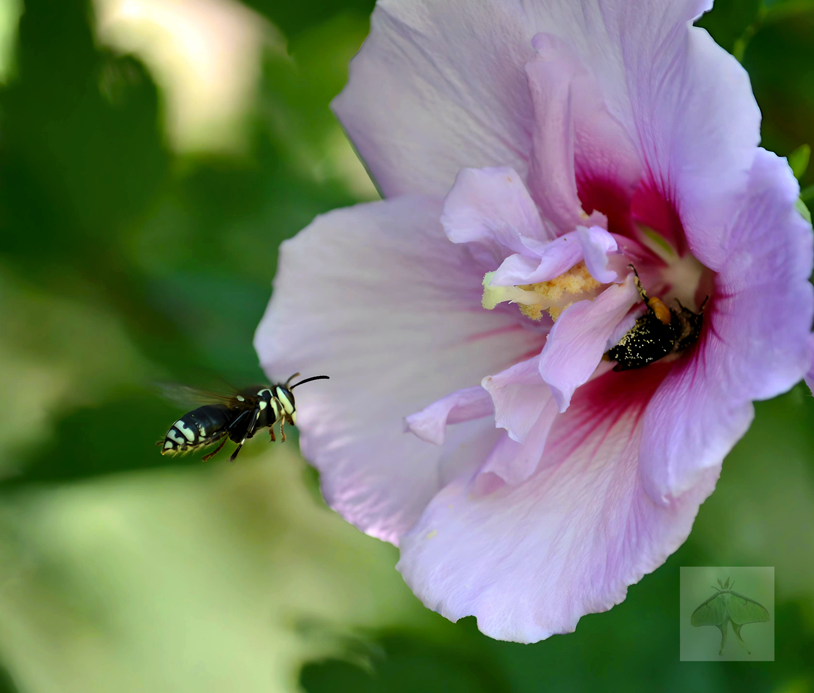 Bald-Faced Hornet - My Rose of Sharon bush was alive with all sorts of flying insects and butterflies fluttering about. I was hoping to catch a shot of a hummingbird; instead, I managed to capture this Bald-Faced Hornet coming in hot to an occupied b
