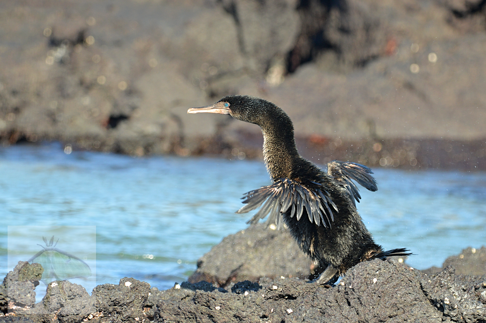 Flightless Cormorant Shake - He is shaking out his short wings to help dry them more quickly.  It is the only cormorant that cannot fly and is found only in the Galapagos Islands.  They have evolved into fast-skilled swimmers and are capable of hoppi