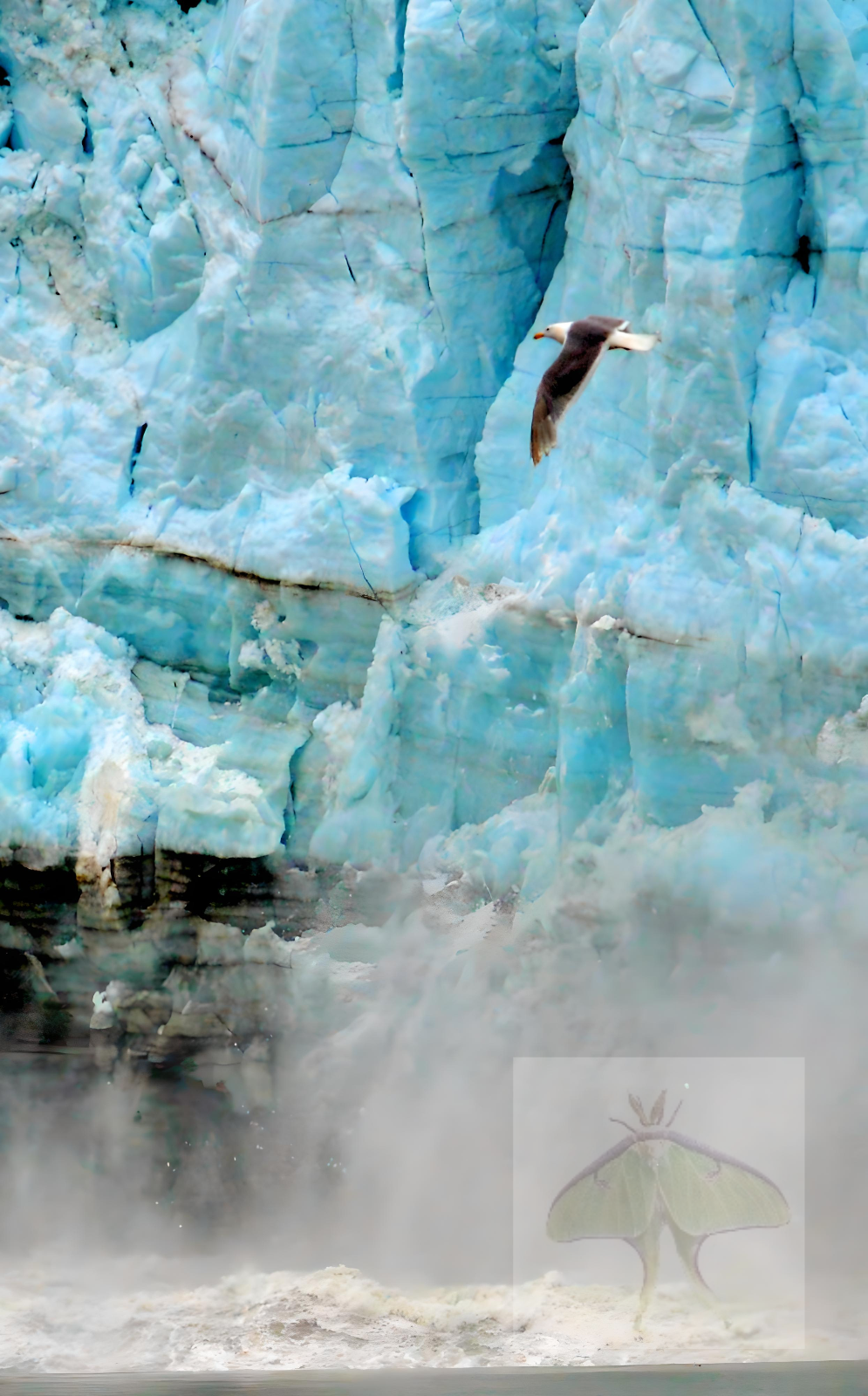 Seagull Flying Over Calving Glacier-
(Limited Edition) –
We were in Glacier Bay National Park and Preserve,  Alaska when in awe of the crystal turquoise color of the glaciers. The loud thunderous cracking noises the glaciers were making were very ala
