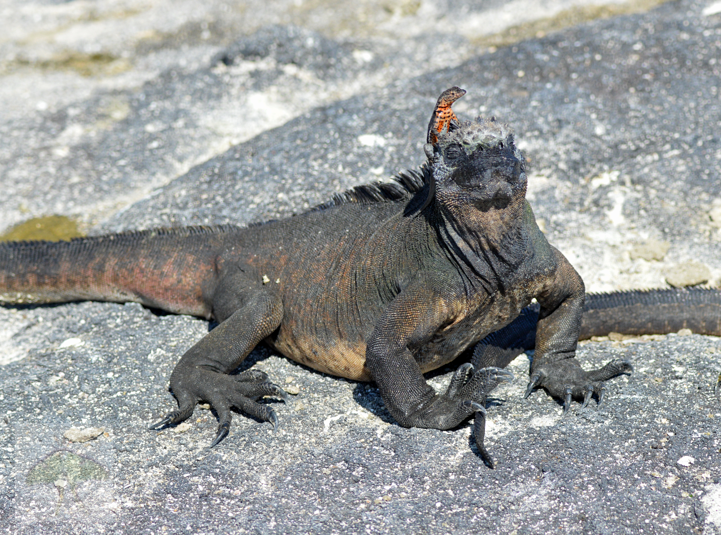 Crowning Achievement (Limited Edition)- The lizard sitting atop the Galapagos Marine Iguana's head is called a Lava Lizard.  It is common to see them sunning themselves together.  The color on the Lava Lizard's underside was the perfect contrast need