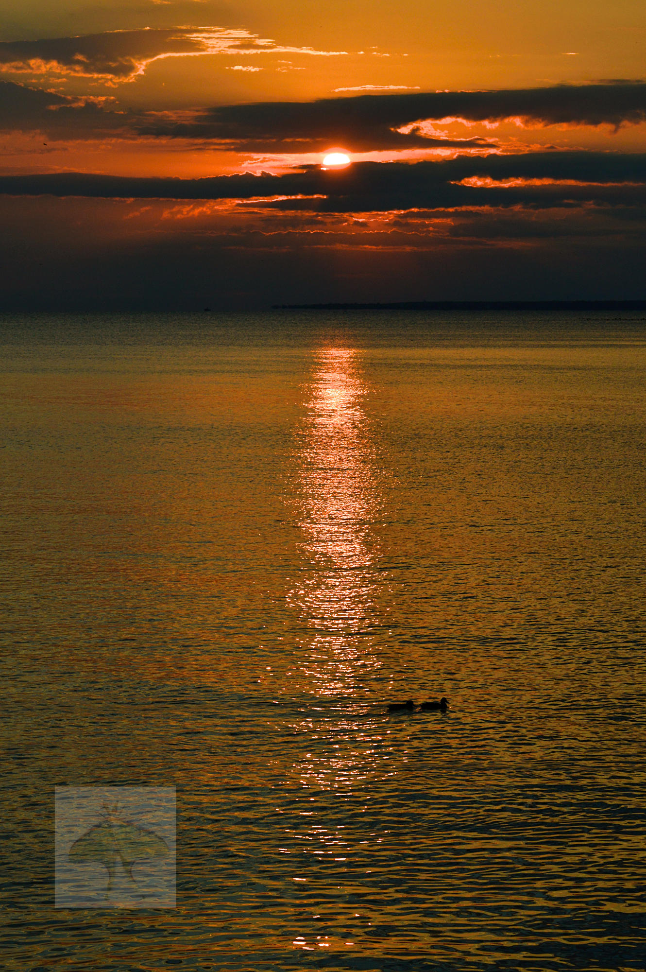 Sunrise on Lake Erie -A spectacular morning on the shores of Lake Erie. The sky bloomed in varying hues of gold, split by bands of dark feathery clouds that were traced in glimmering light. The sun peeked through the haze, spilling a soft ribbon of 