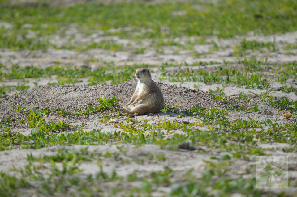 Pondering Prairie Dog -This cute Prairie Dog was sitting in an open field watching all the other dogs.   We had seen numerous Prairie Dogs during our travels, but none were ever sitting like this one.