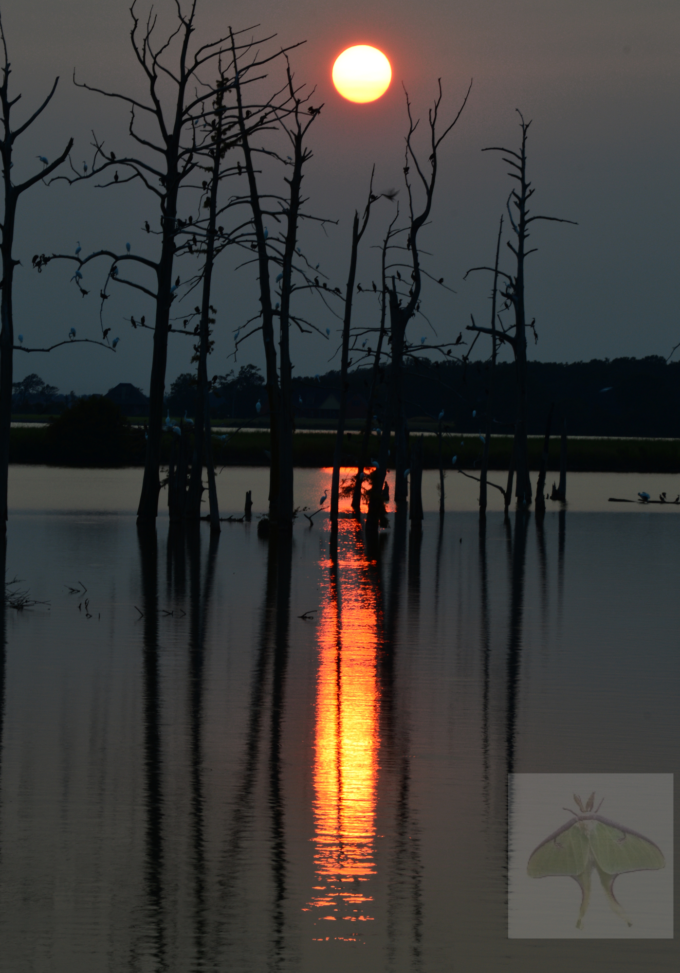 Delirium on the Embankment -A hazy, brilliant moon hung so low it mimicked a late sun, tricking my tired mind into a brief twilight delirium. Walking the embankment, the world belonged to wildlife. An alligator rippled through the water, a kingfisher