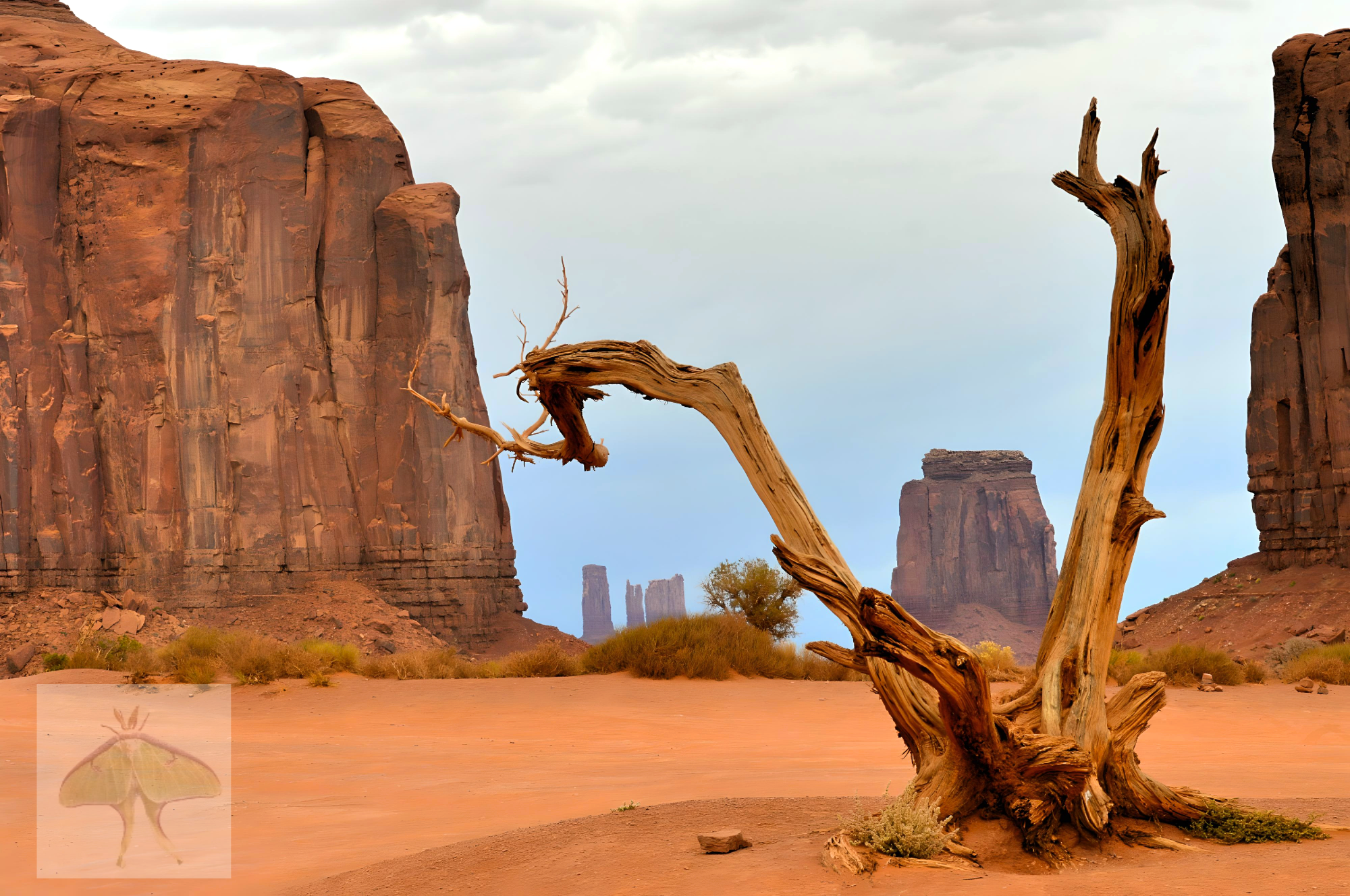 Framed Butte-The skeletal remains of a dead tree perfectly frame the red butte in the distance. Sculpted over millennia by the wind, these iconic landmarks are a legendary staple of classic Western films.