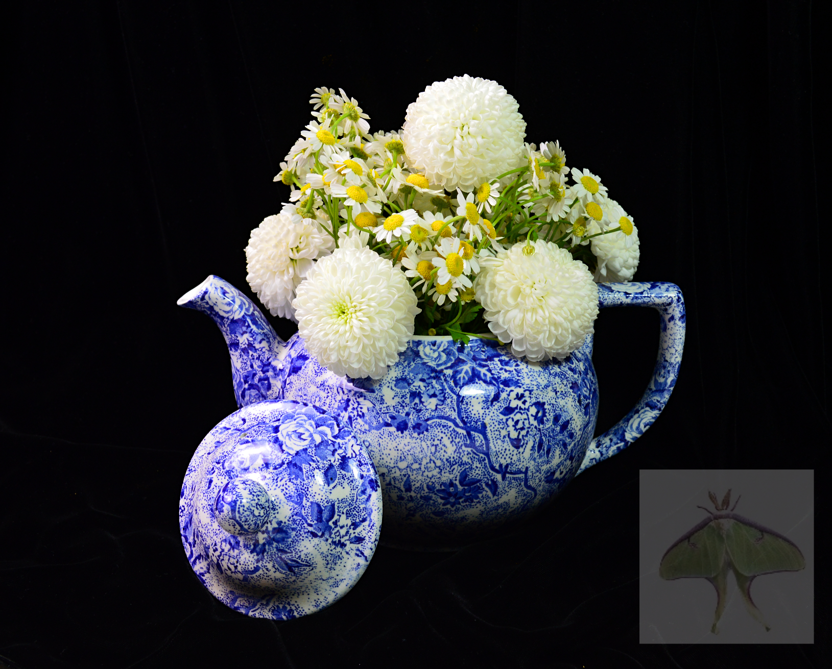 Porcelain and Petals (Limited Edition)- I chose this chinoiserie teapot for its striking silhouette and for the elegant curve of the spout.  To elevate the shot beyond a simple teapot, I paired it with delicate, pale-yellow flowers to add a soft cont
