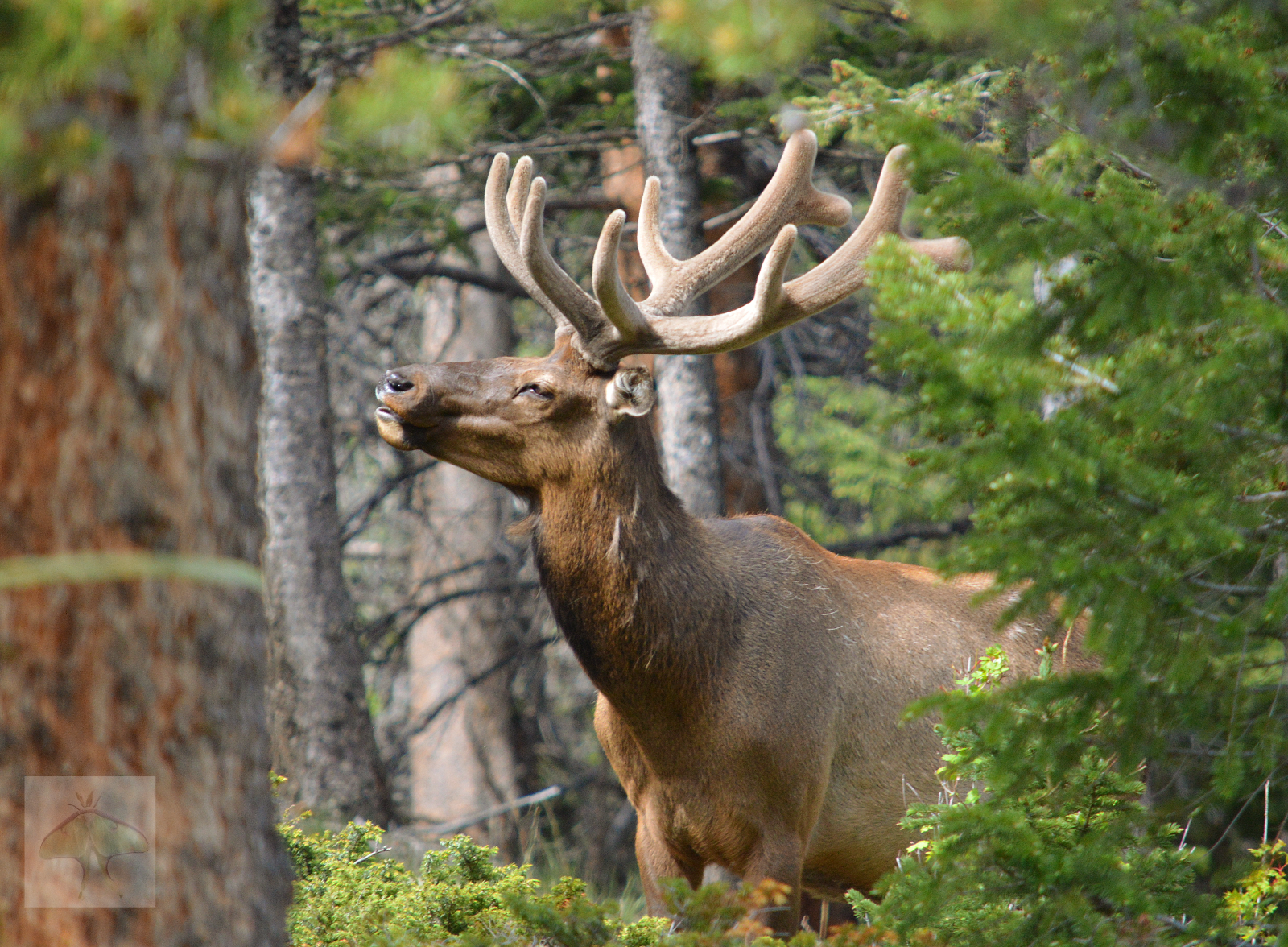 Bull Elk – My husband and I were just returning from a hike and putting our gear in the truck when I saw this bull elk across the way.  His massive size made my heart pound so fast, that I could barely breathe. I got my husband’s attention, and we bo
