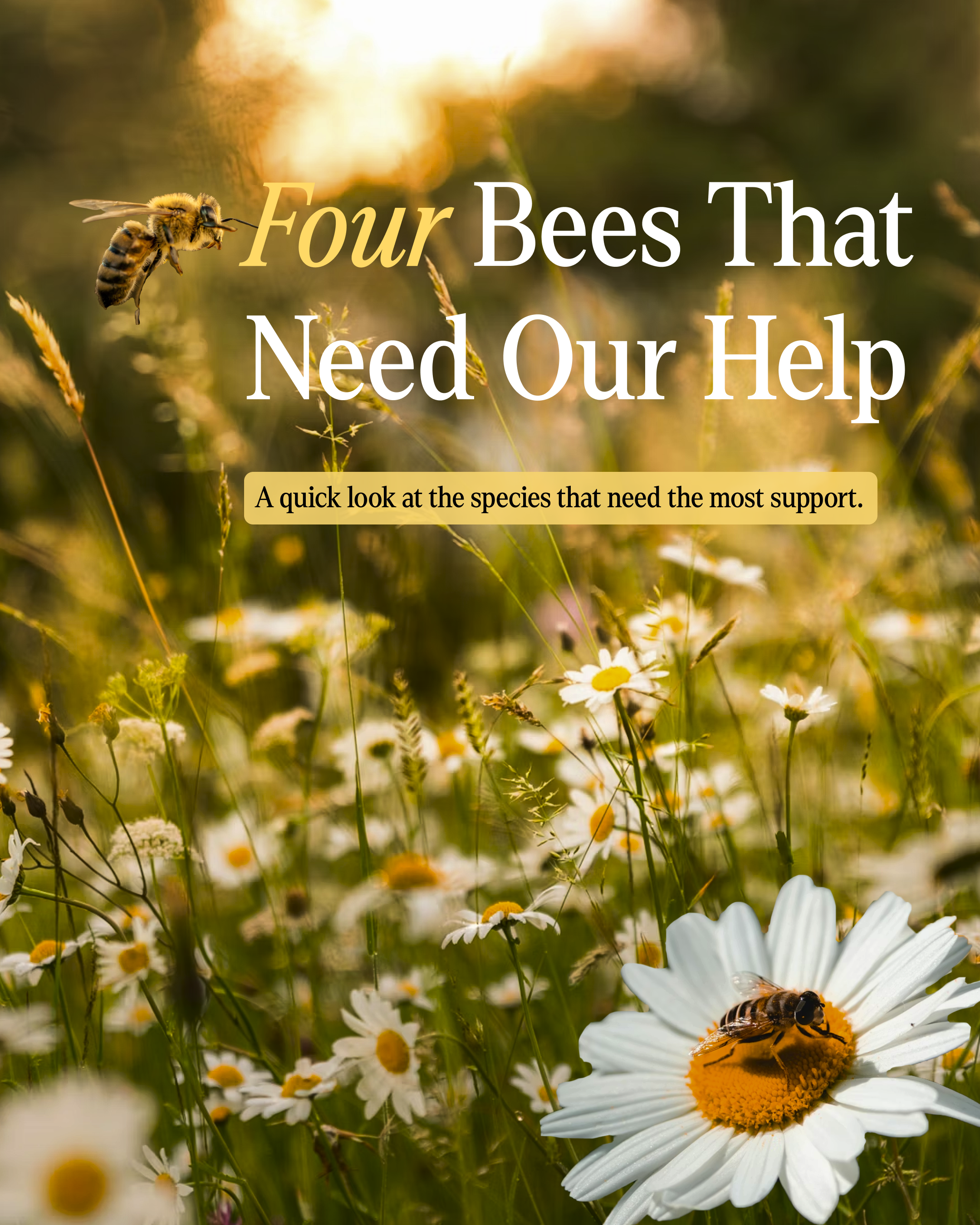 Native Bees of the Pacific Northwest:
Habitat and Conservation Challenges.


An illustrated guide highlighting four native bees of the Pacific Northwest, showing where they live and the challenges they face. Designed to raise awareness and encourage 