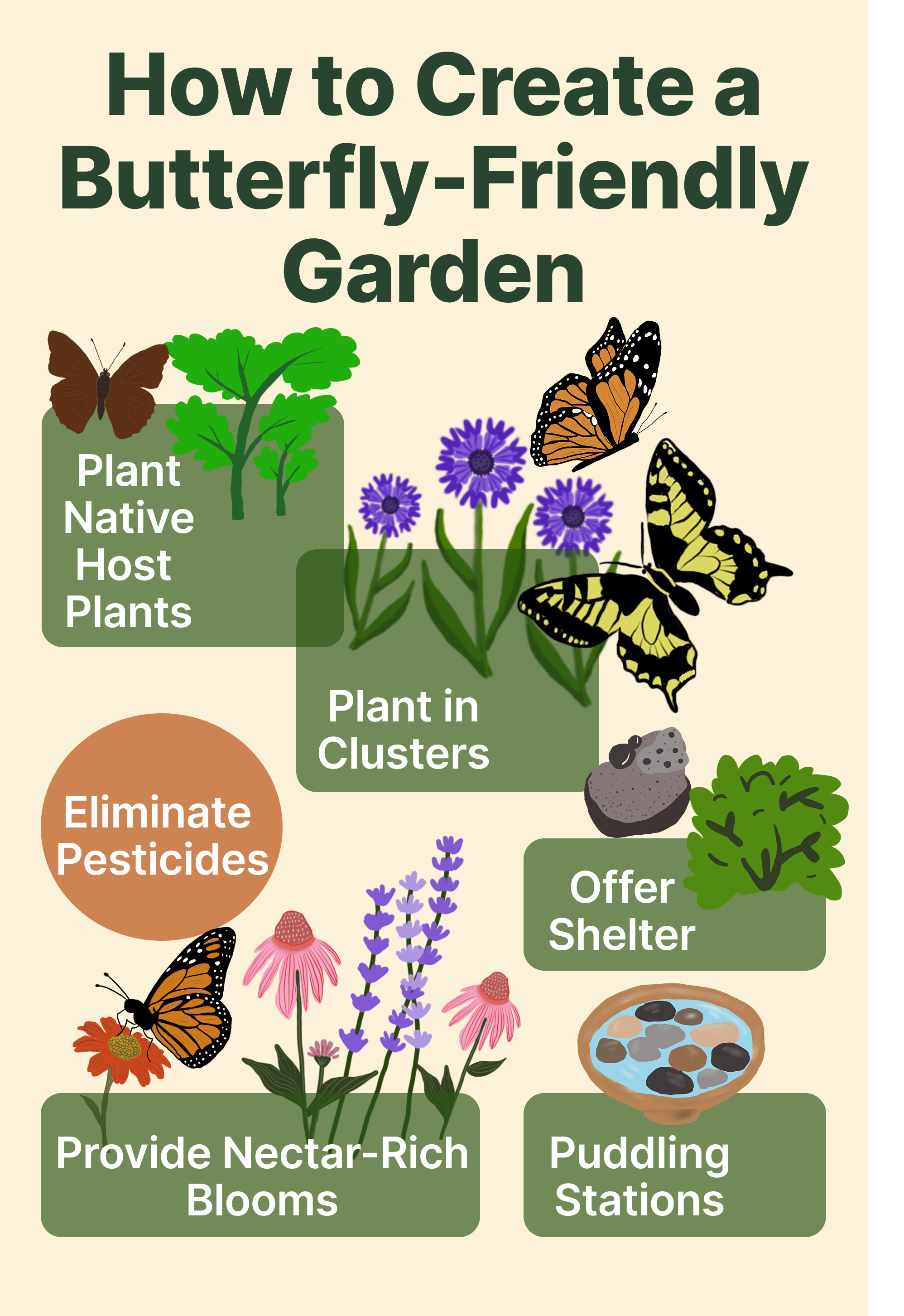 This project is an informational poster that outlines the key steps and essential plants needed to create a butterfly-friendly garden. The design combines clear visuals and straightforward guidance to help viewers understand how to support butterflie