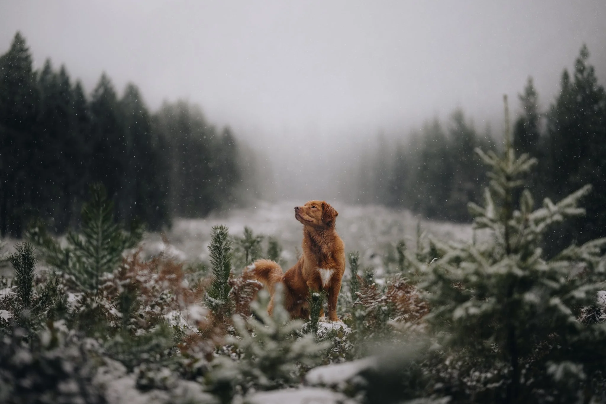 Untitled design (10).jpg