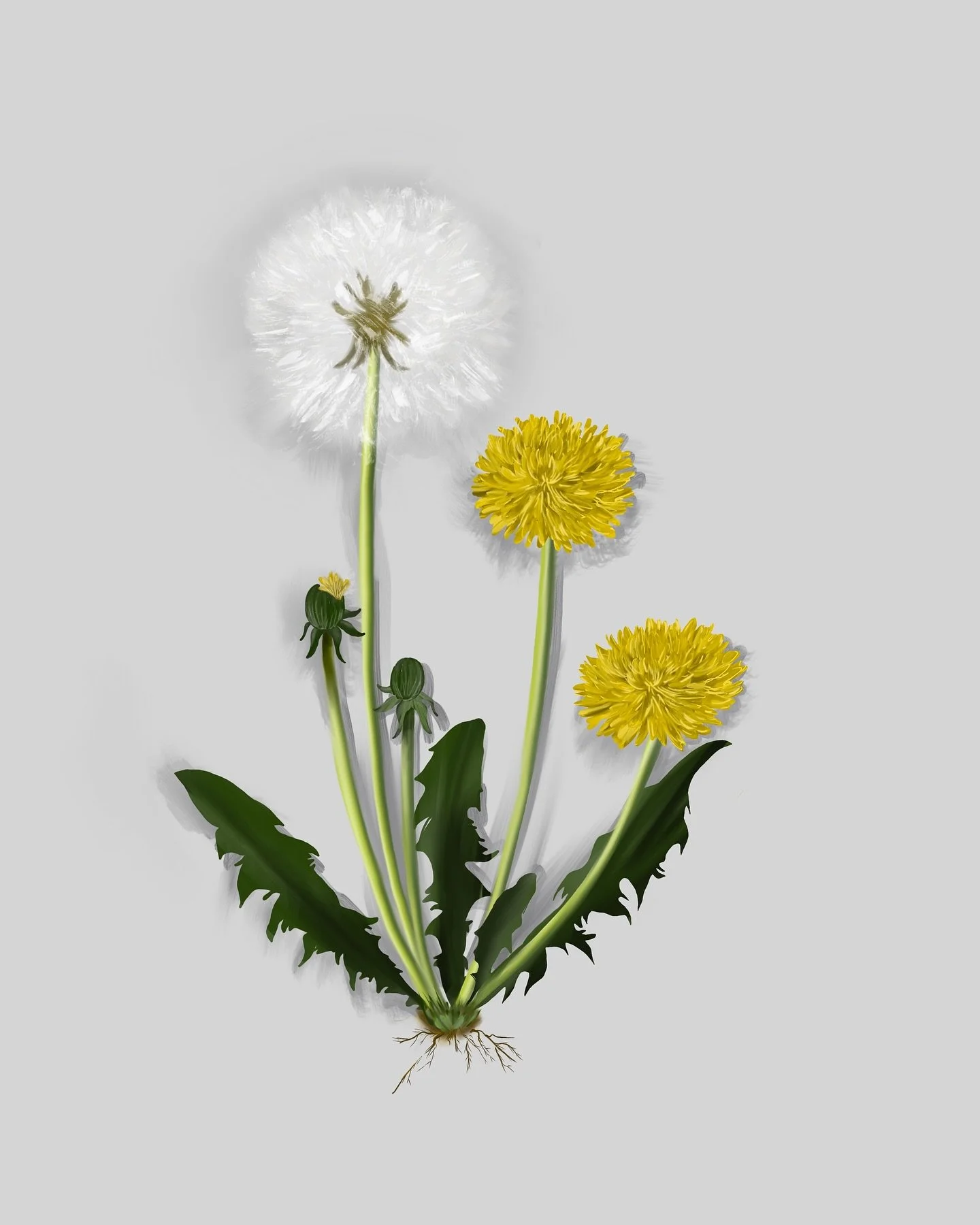 Day 49: dandelion 
#75artwithgenna #75art 
channeling @houseofhackney