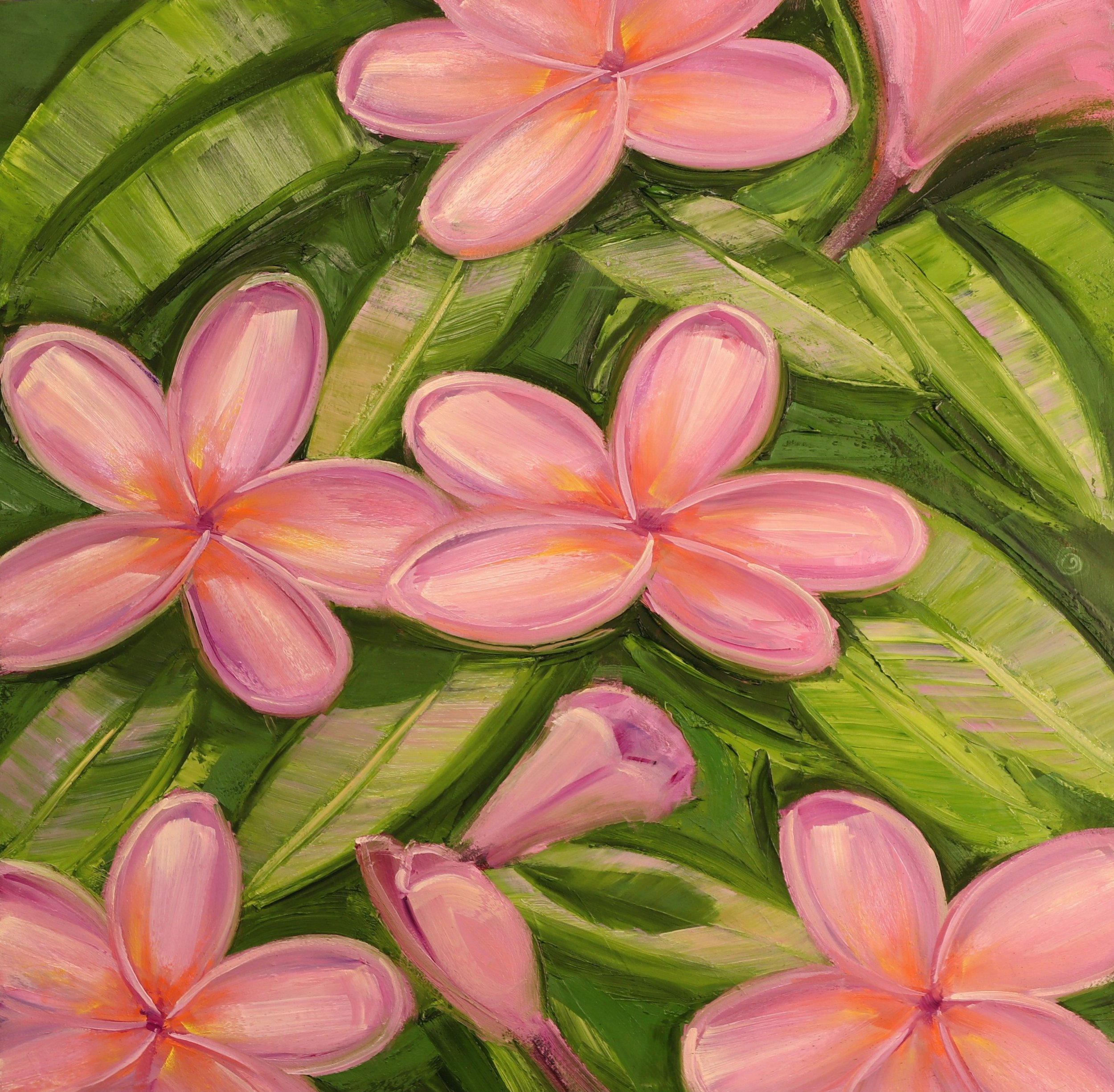 Pink frangipani jpeg.jpg