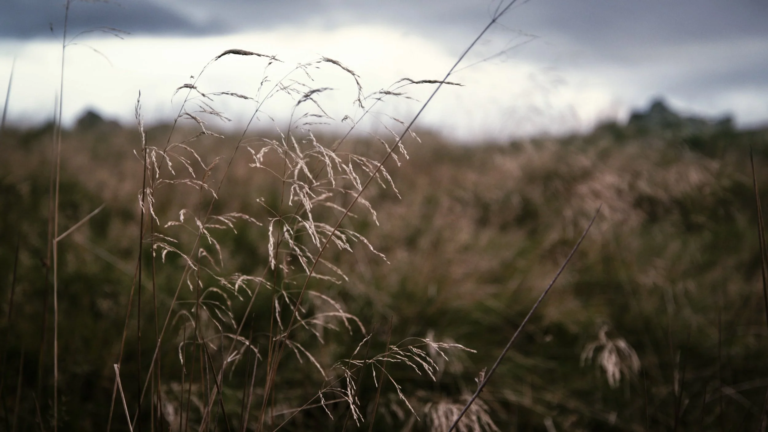 Dùthchas_FINAL SCREENER_NO SUBS.00_00_49_03.Still003.jpg