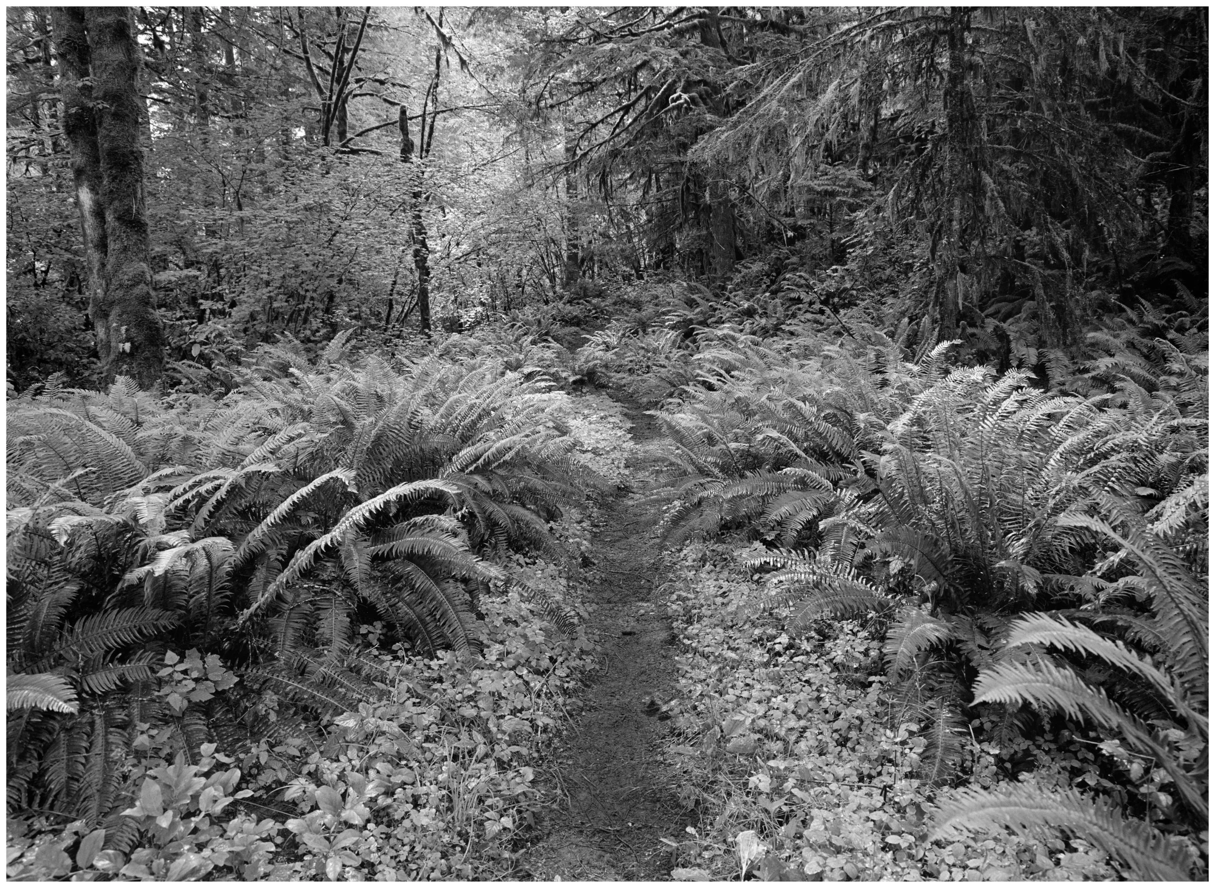_DSC3651 Santiam Wagon Road1 web.jpg