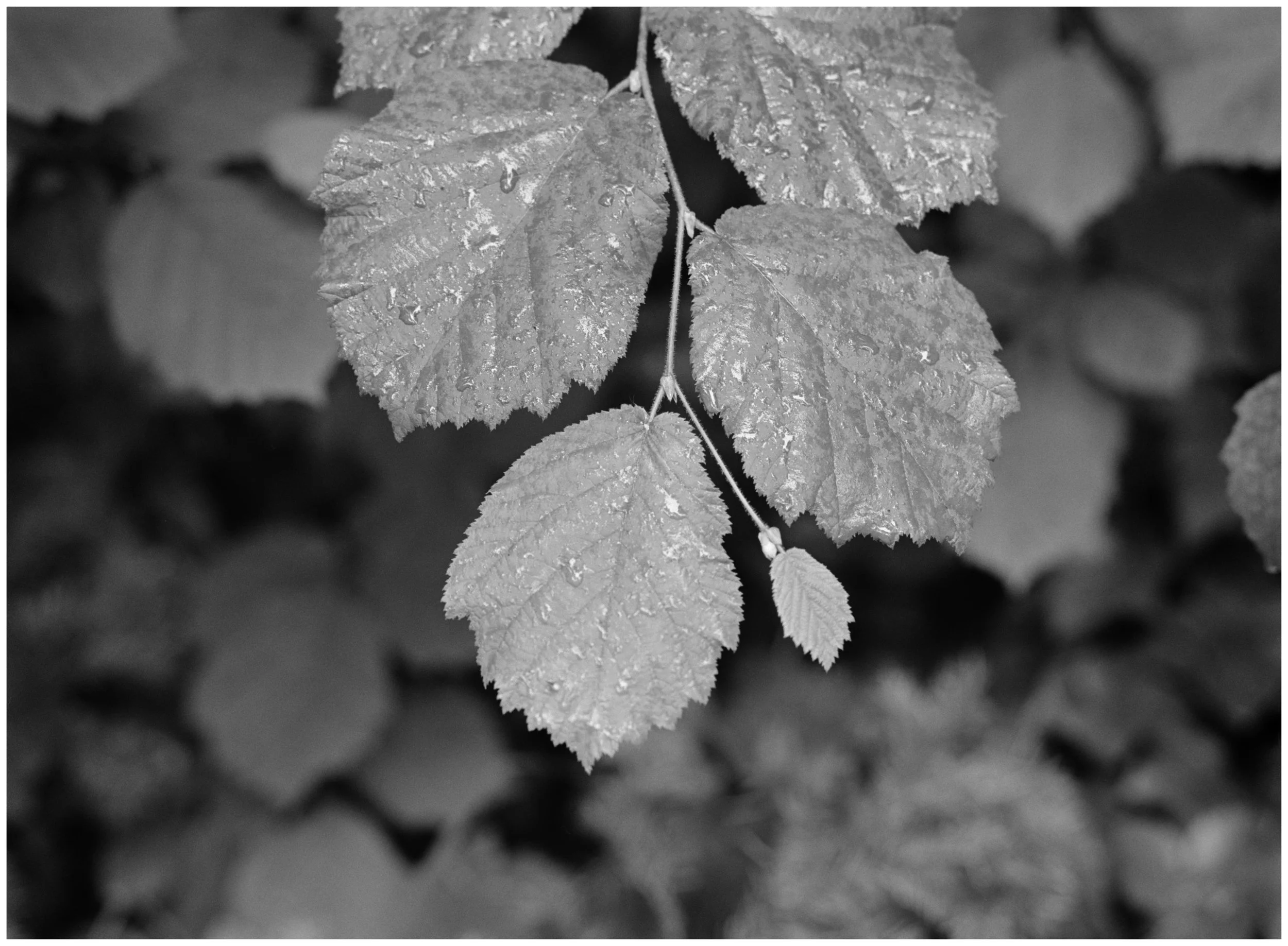 _DSC3652 Leaves on Trail web.jpg
