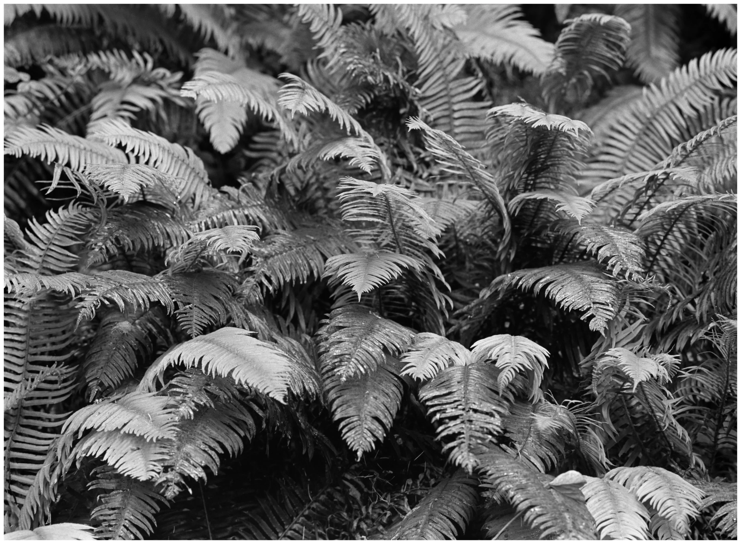 _DSC3654 Trail Fern web.jpg