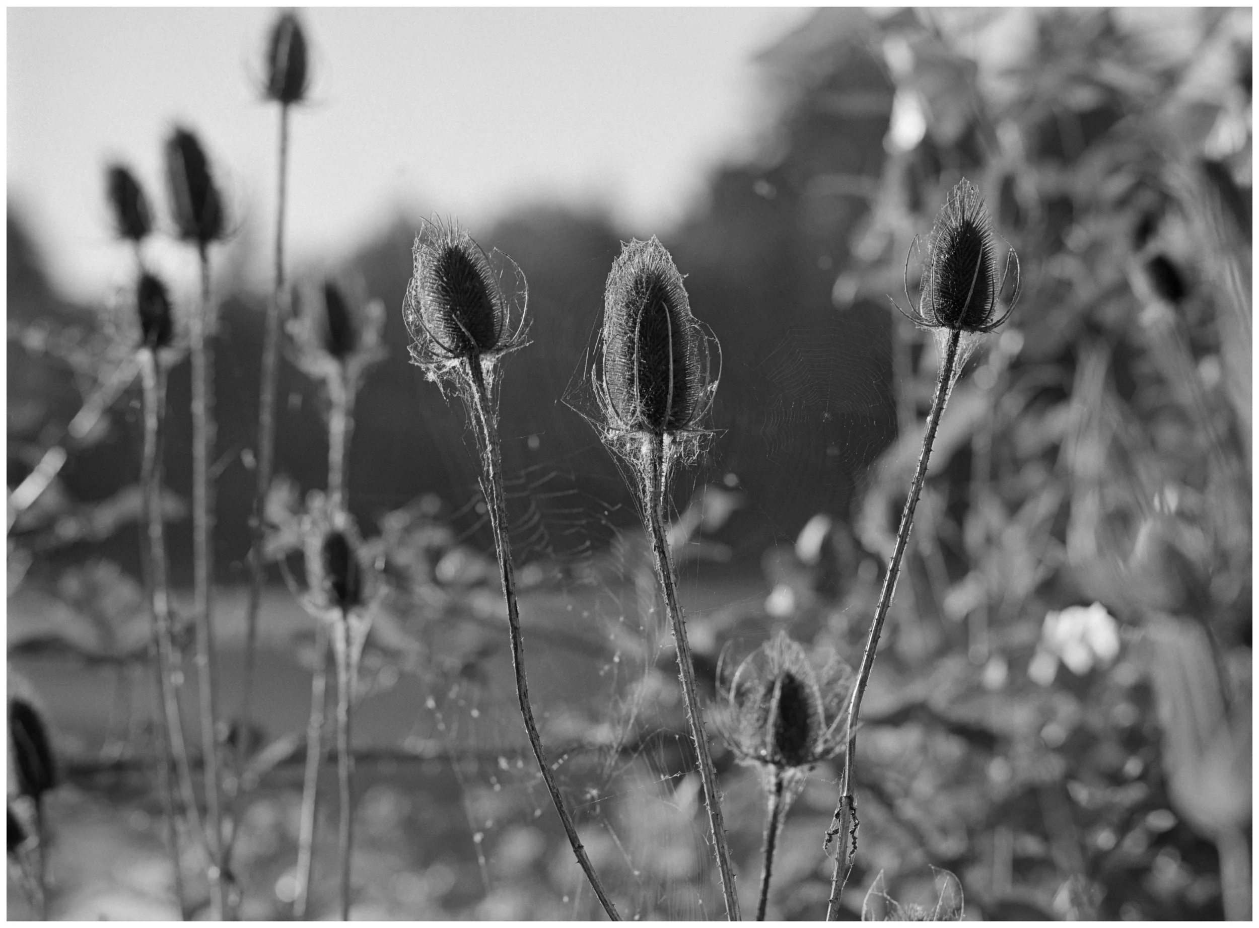 _DSC3655 Thistle1 web.jpg