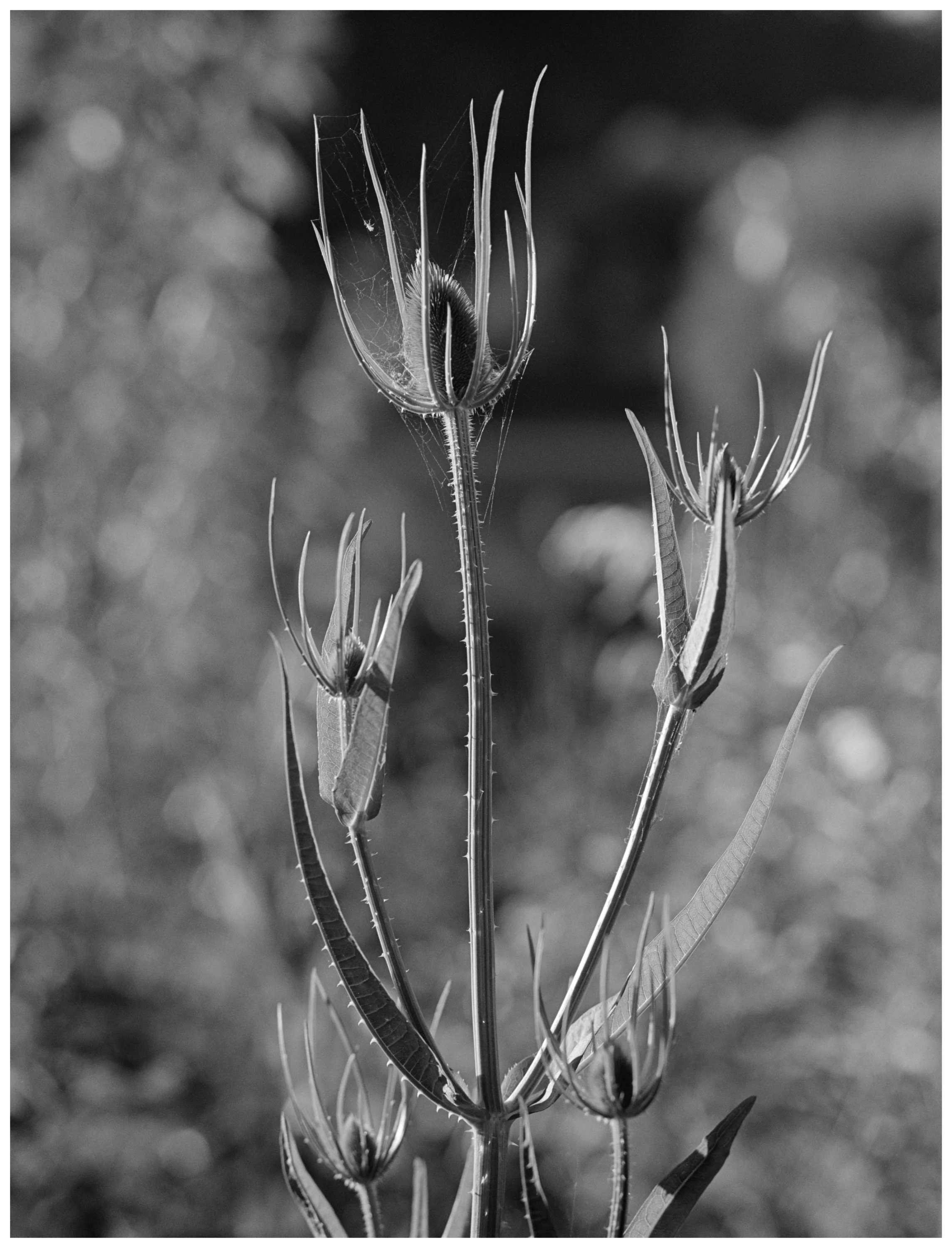 _DSC3656 Thistle2.3 web.jpg