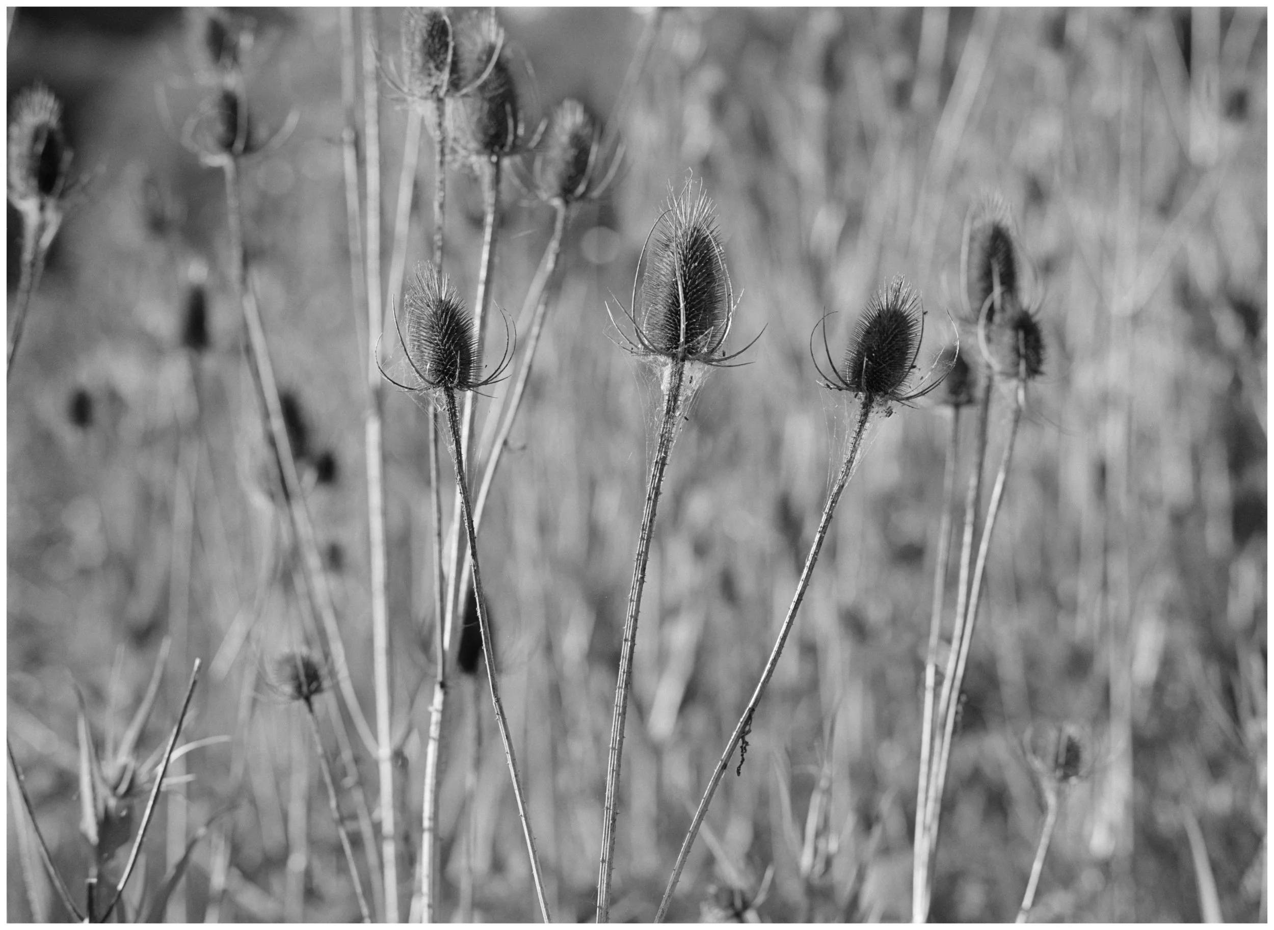 _DSC3657 Thistle3 web.jpg