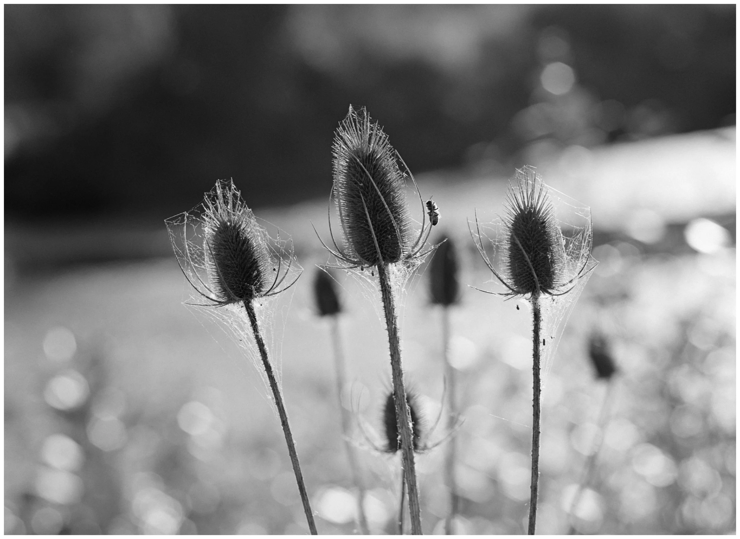 _DSC3659 Thistle4 web.jpg