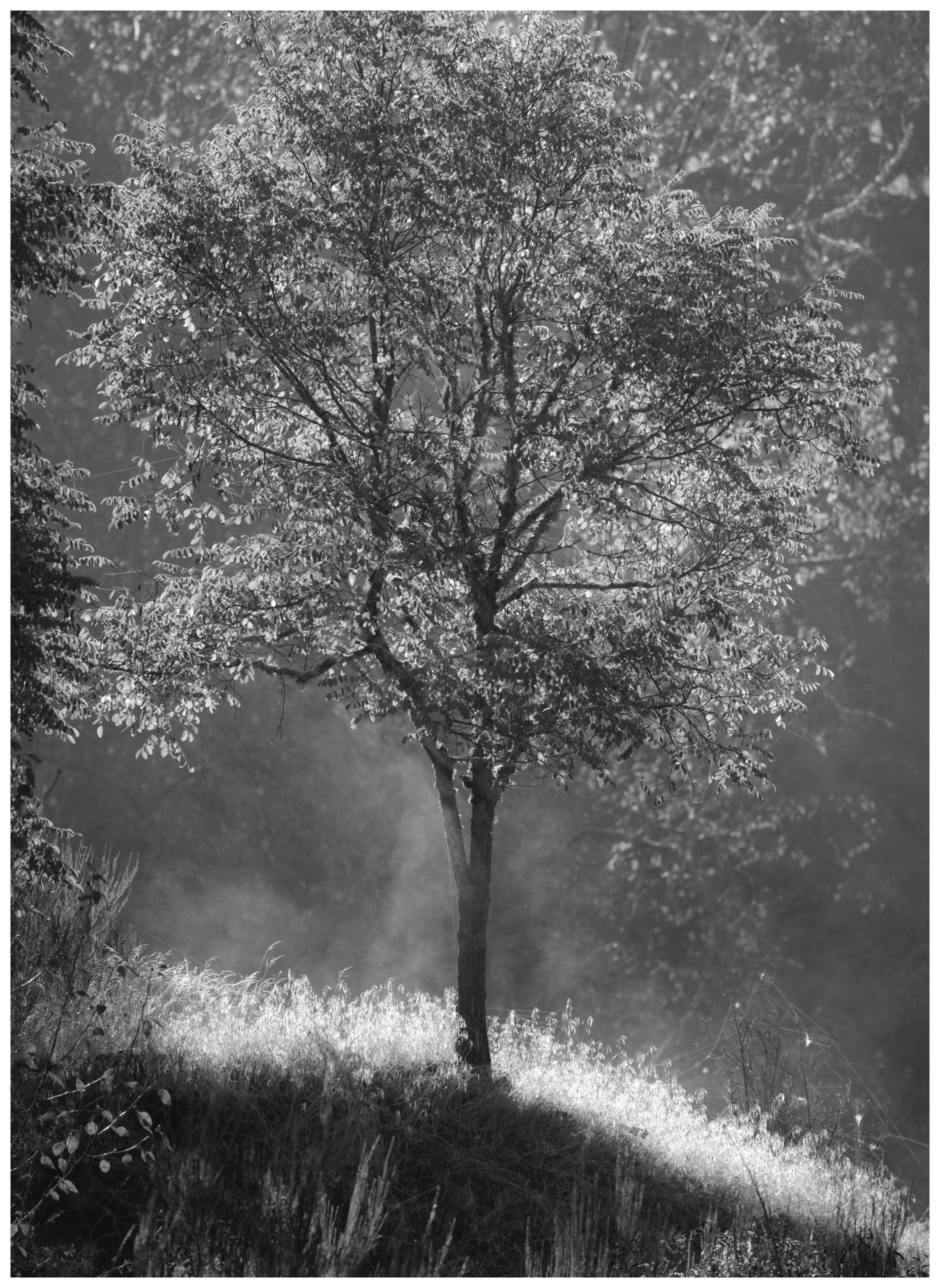 Quarry Tree