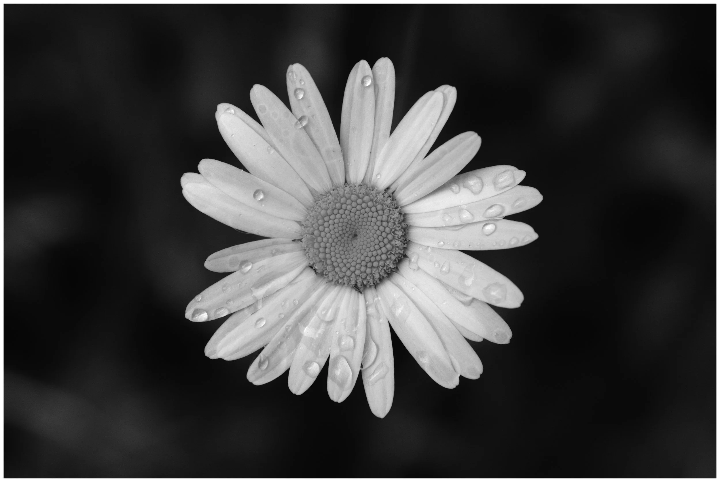 Rain on Daisy - The first image in the Daily Walk series.