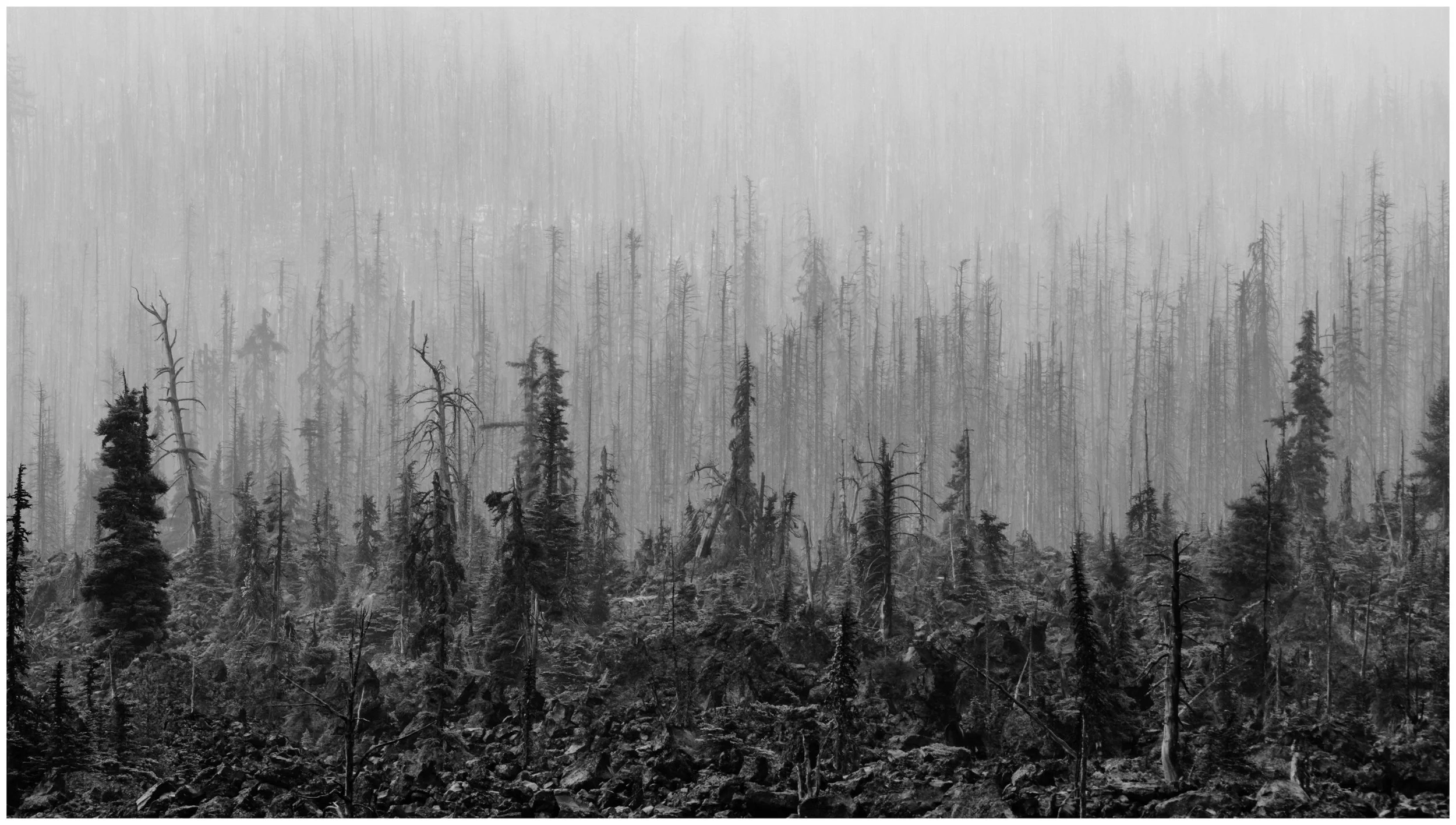 Lava Forest