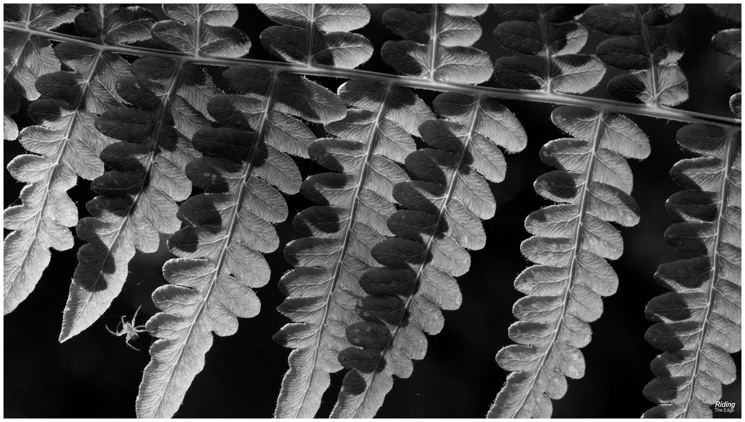 Spider and Fern
