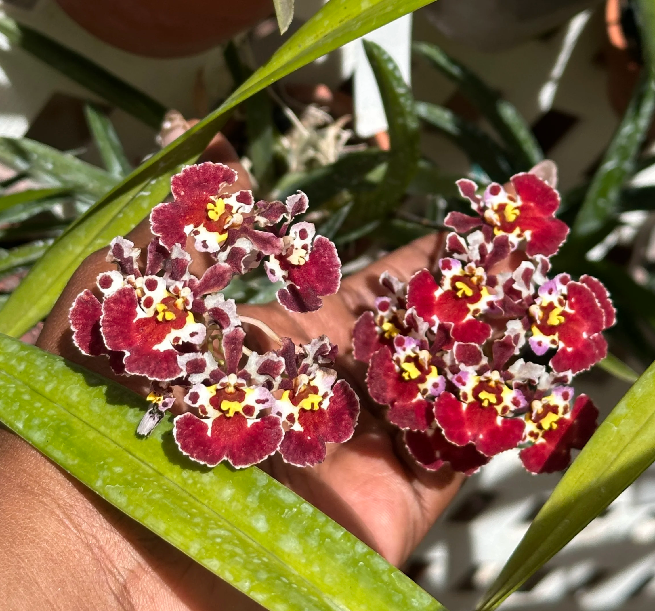 Oncidium
