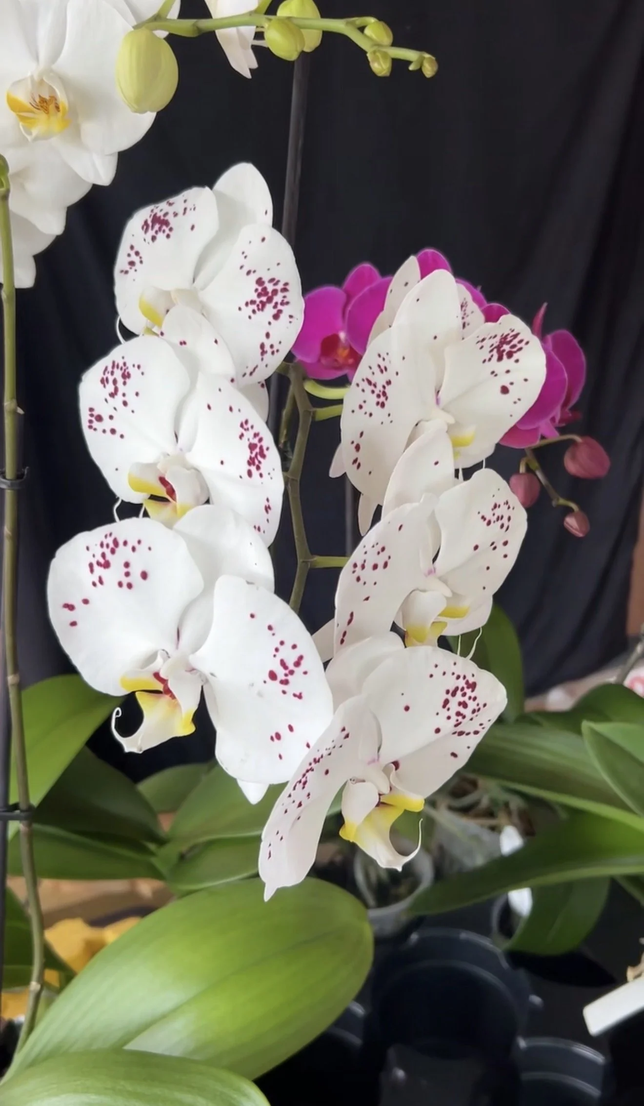 Phalaenopsis