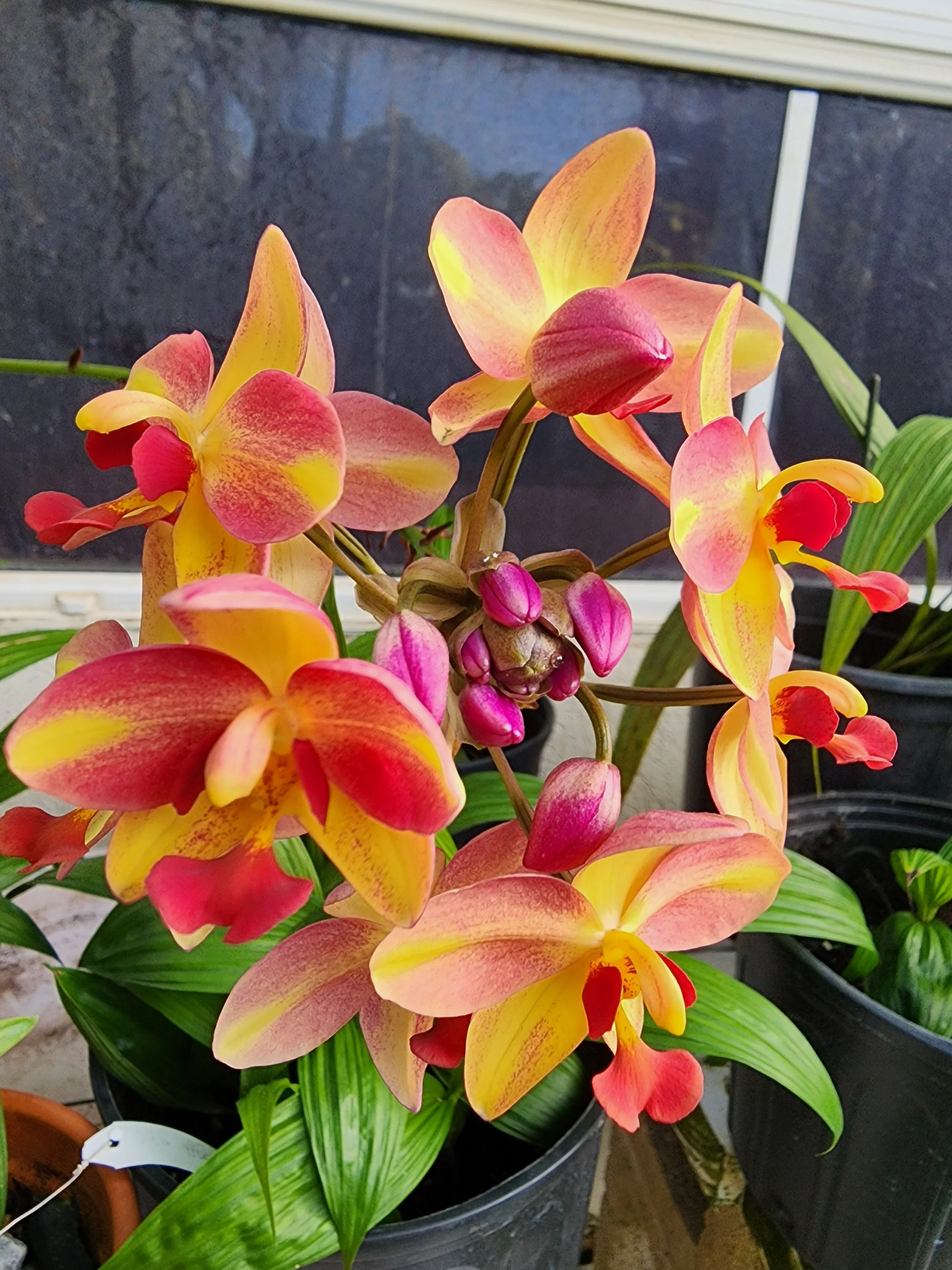 Spathoglottis