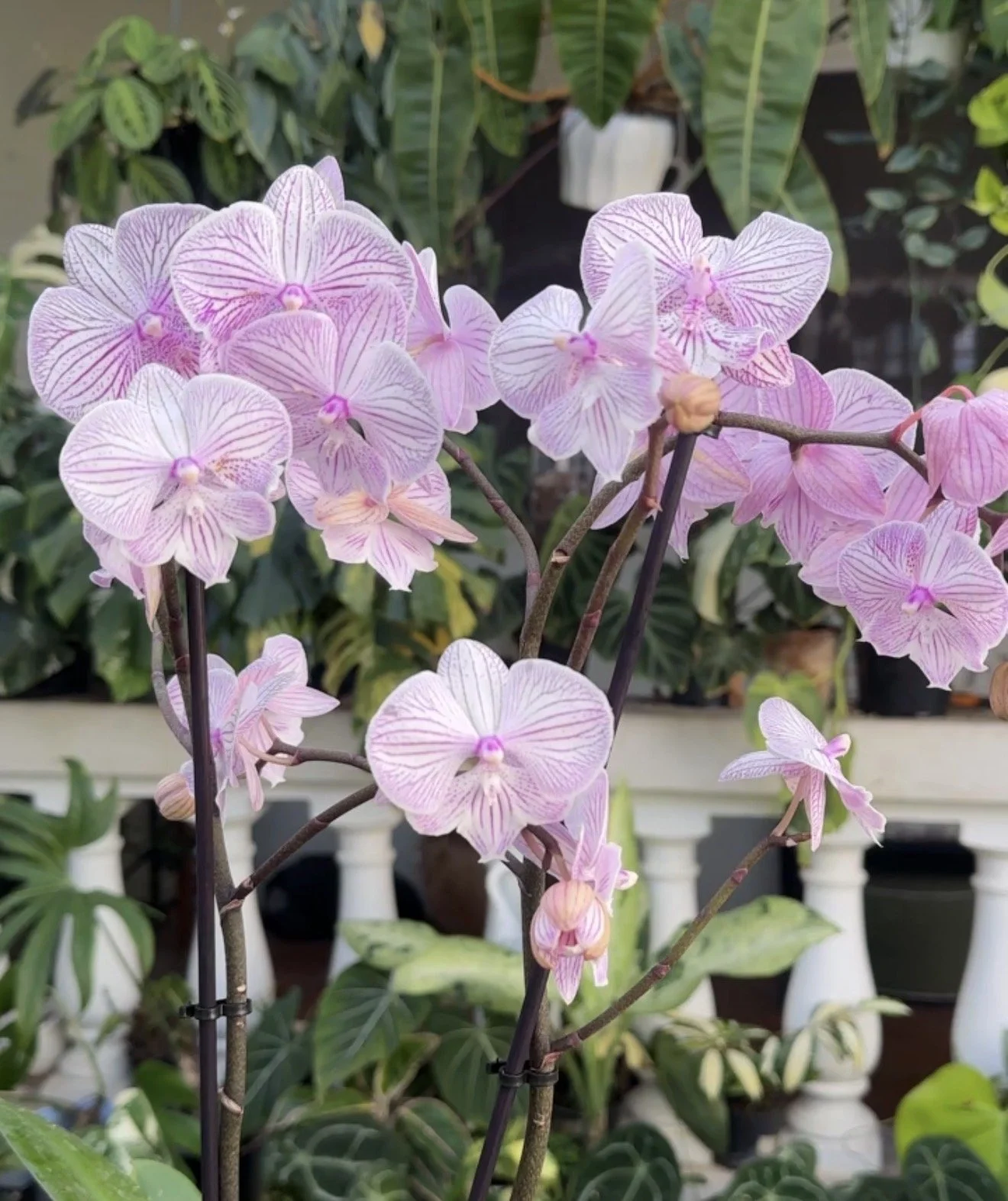 Phalaenopsis