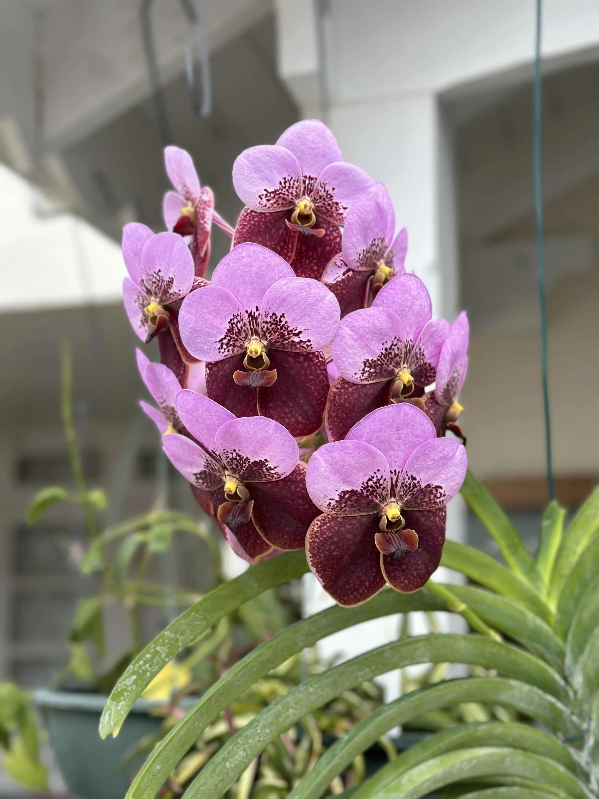 Beautiful Vanda grown by Carolyn Parris-Boyce