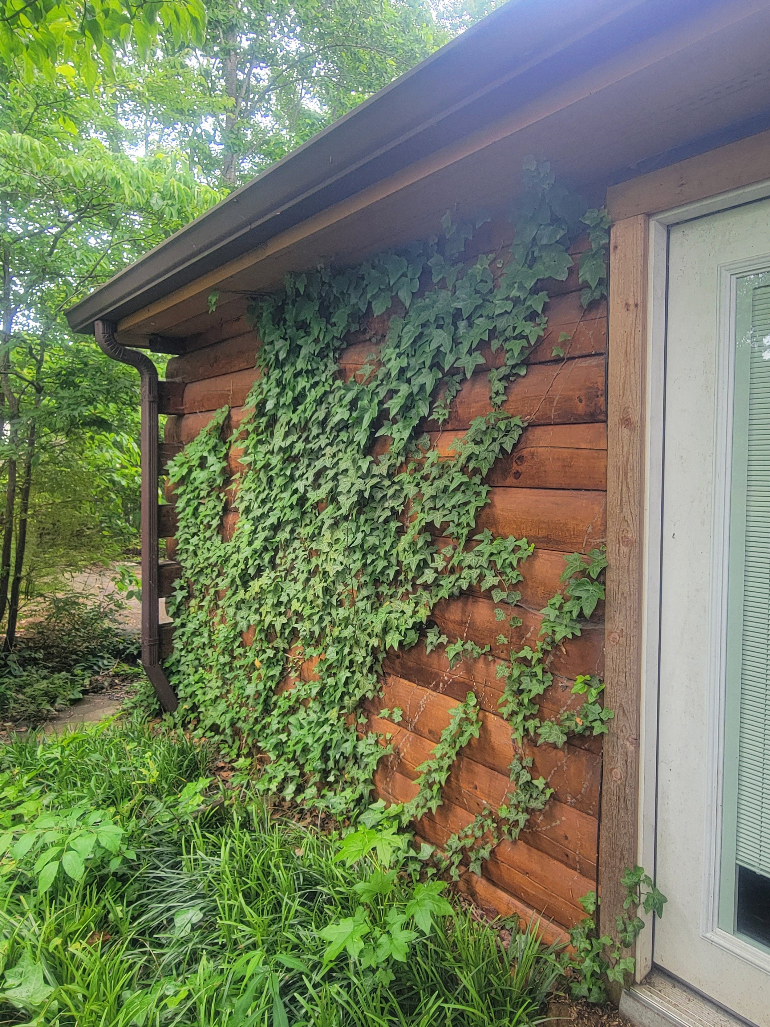 Ivy growing on the home is never a good thing. It compromises log finish, invites moisture, and can act as a ladder introducing critters in your eaves & attic.
