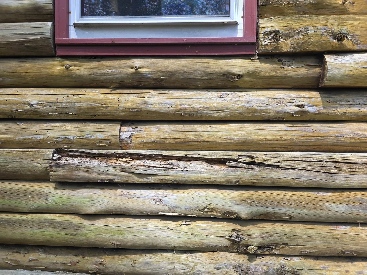 Several areas, including log ends, showed signs of rot and decay.