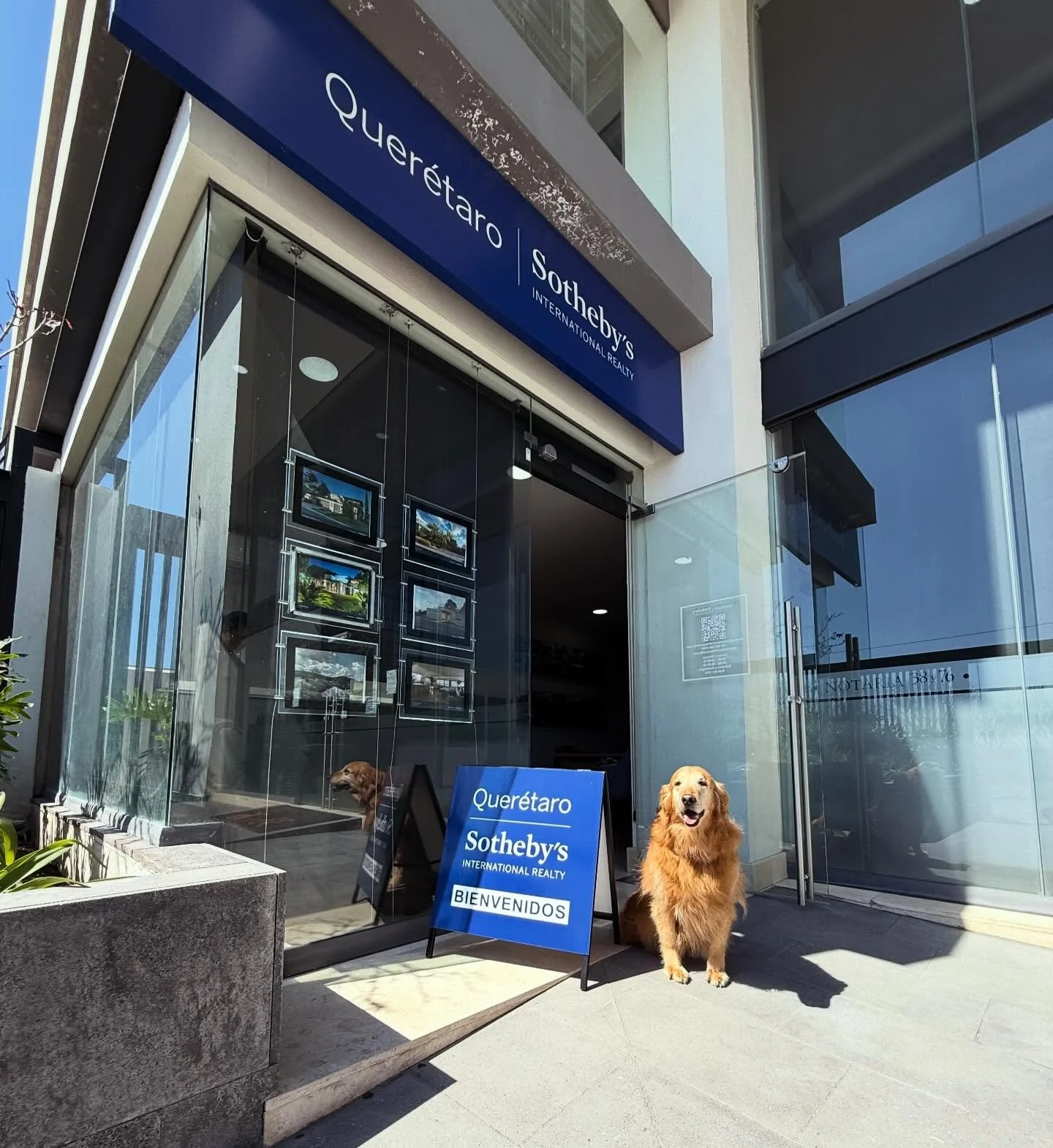 Emma, nuestra &ldquo;Puppy Agent&rdquo;, dando la bienvenida en nuestra oficina 🐶💙

Porque el lujo tambi&eacute;n se siente como en casa 🏡✨

#LifeAtSothebys #QueretaroRealEstate #PuppyAgent