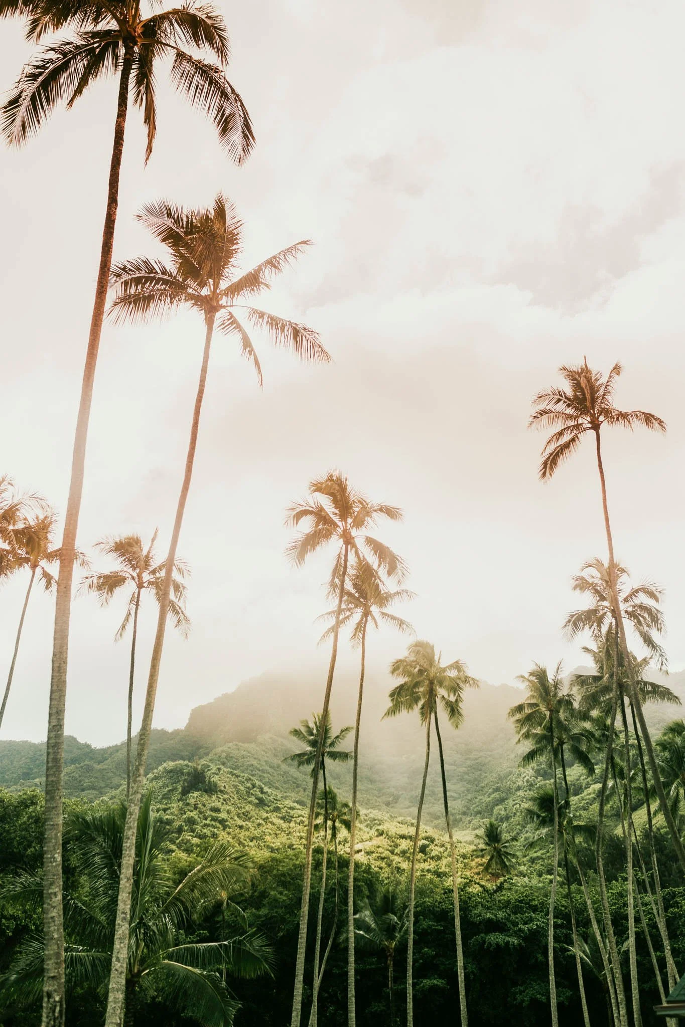 A photo of tall palm trees set against a lush, green mountainous landscape under a cloudy sky.