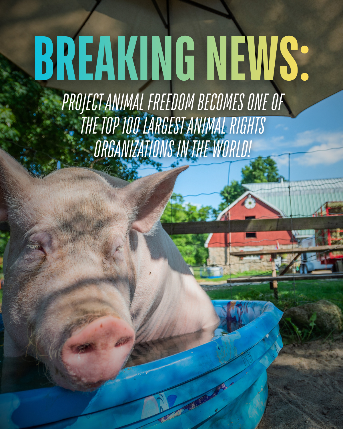 Project Animal Freedom becomes one of the top 100 largest animal rights organizations in the world!