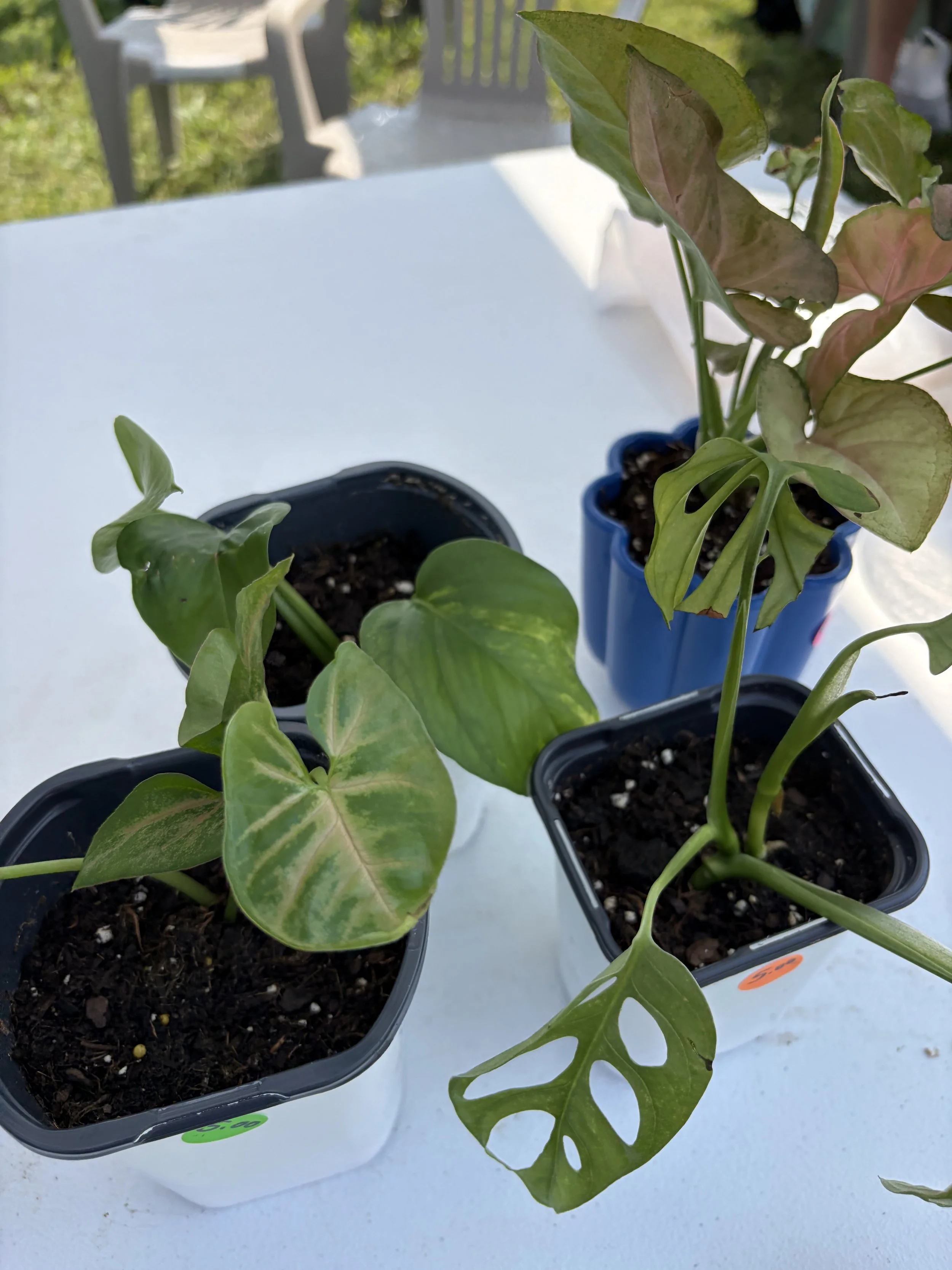 Lush houseplants for sale at Project Animal Freedom booth at STL Vegan Market in St. Louis, Missouri.png