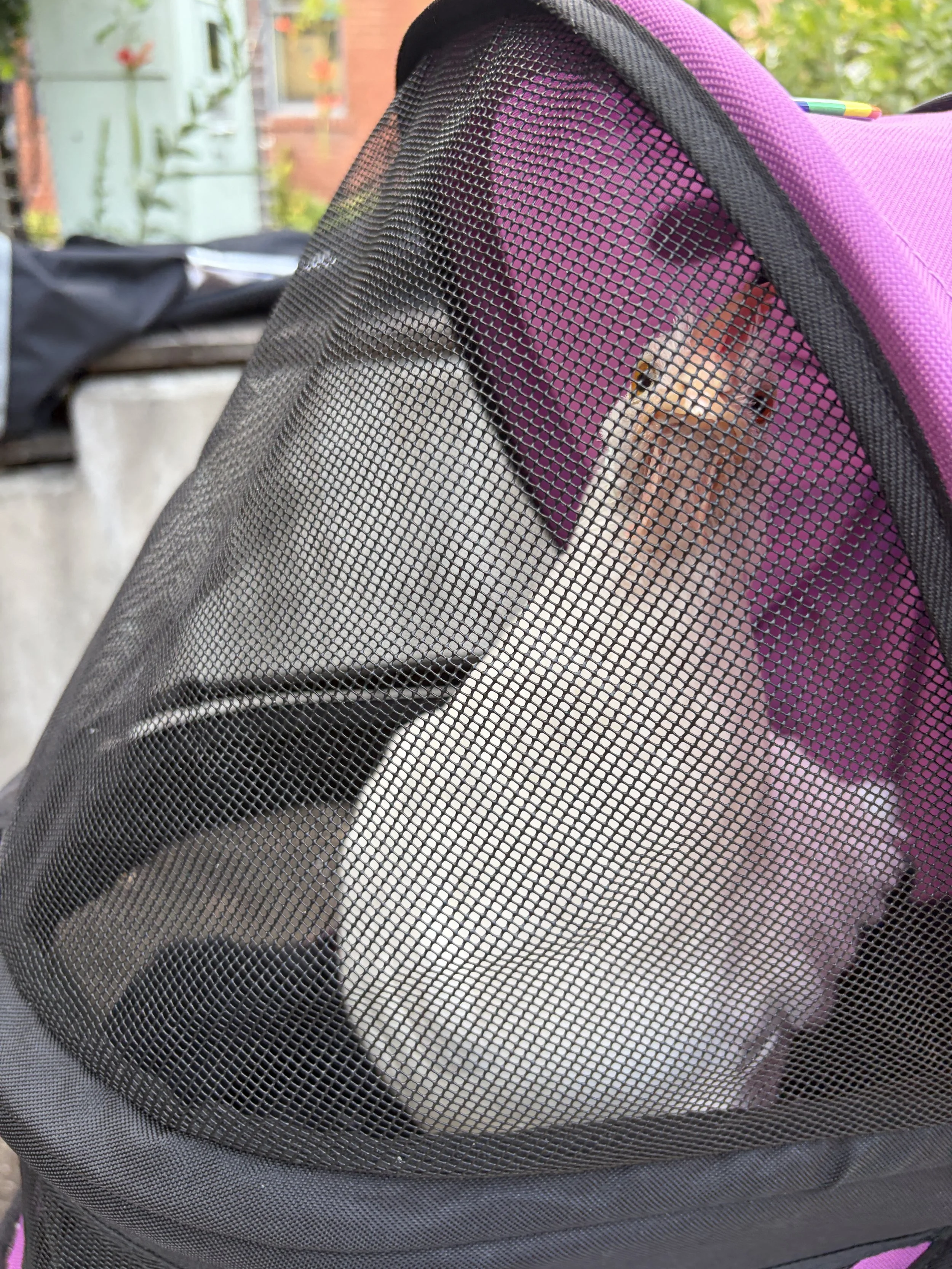 Rescued chicken peers through stroller at Second-Hen_d Flock Party in St. Louis, Missouri.png