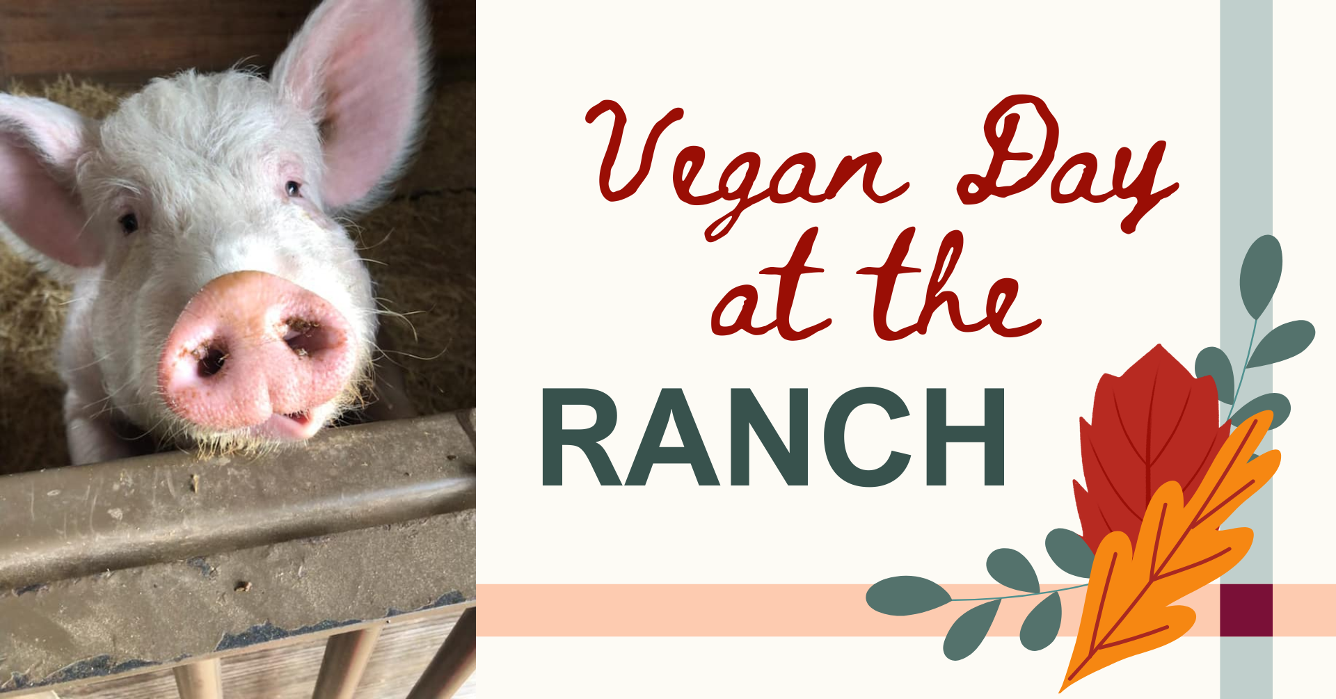 Vegan Day at Randy's Rescue Ranch, St. Louis' most vegan-friendly animal sanctuary that rescues and rehabilitates neglected, abused, and abandoned animals