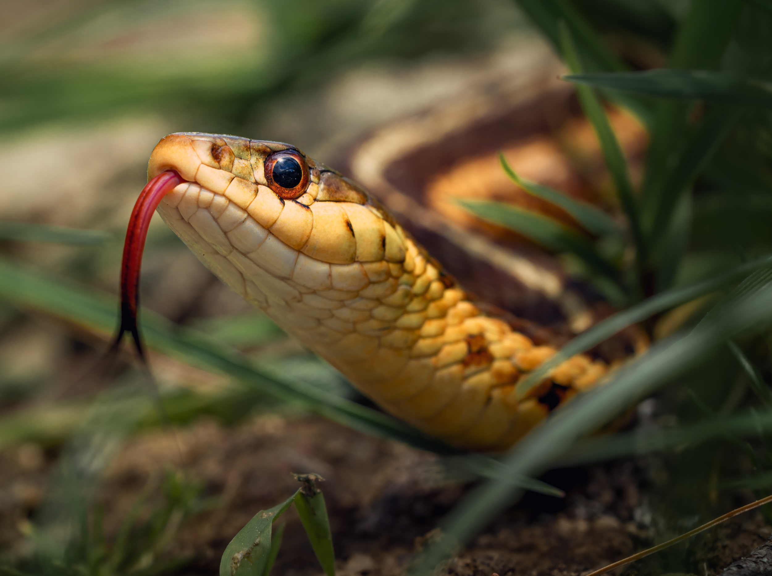The Bluebirds Were Her Friends 2/5