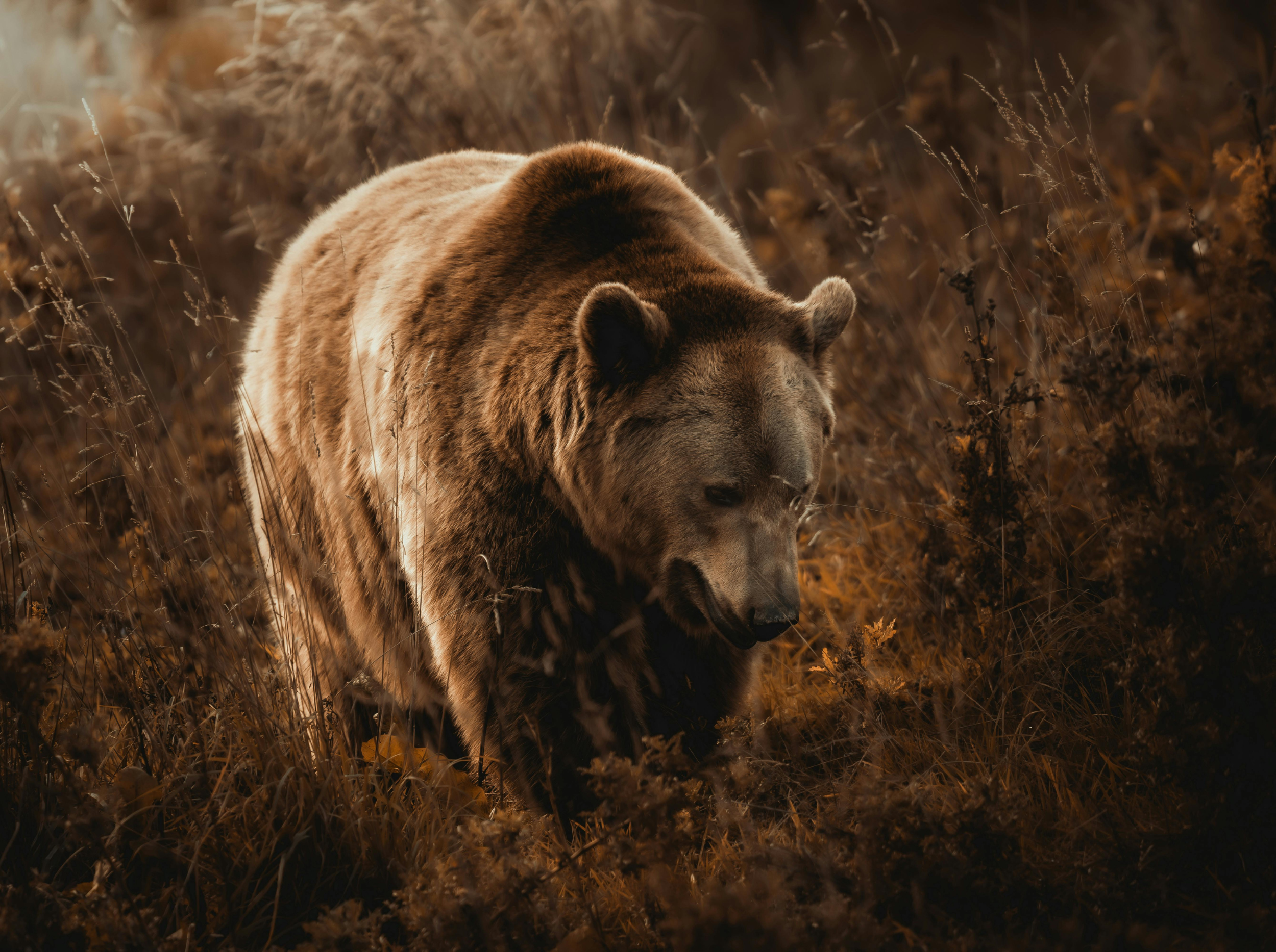 The Bluebirds Were Her Friends 4/5