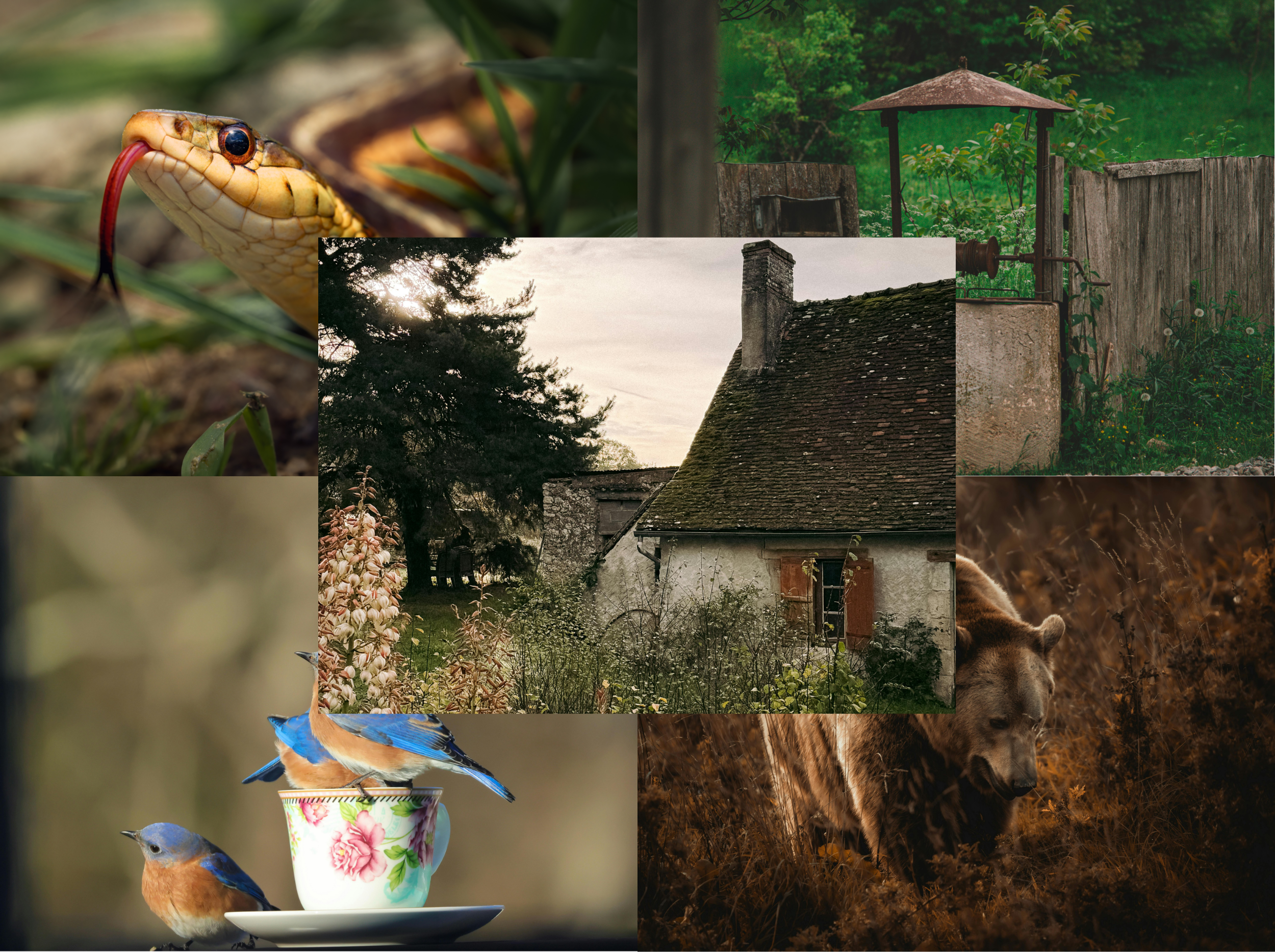 The Bluebirds Were Her Friends (ALL)