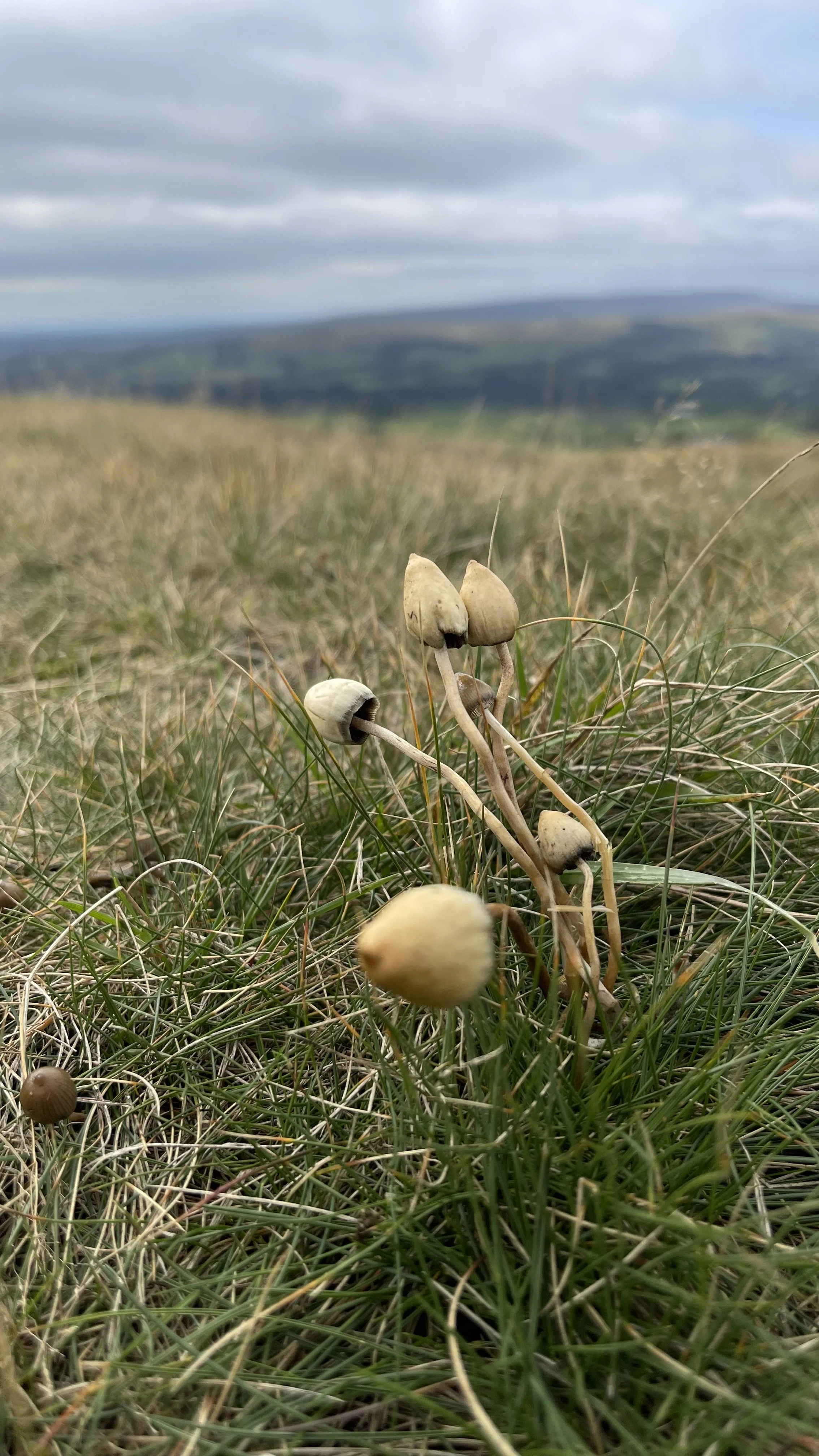 Liberty Cap Magic Mushrooms In The UK