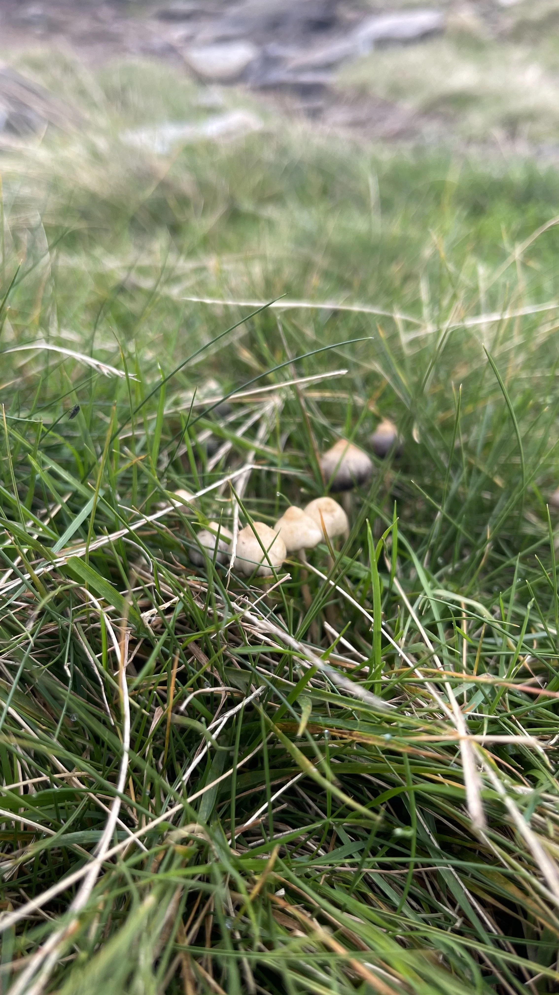 Liberty Cap Magic Mushrooms In The UK