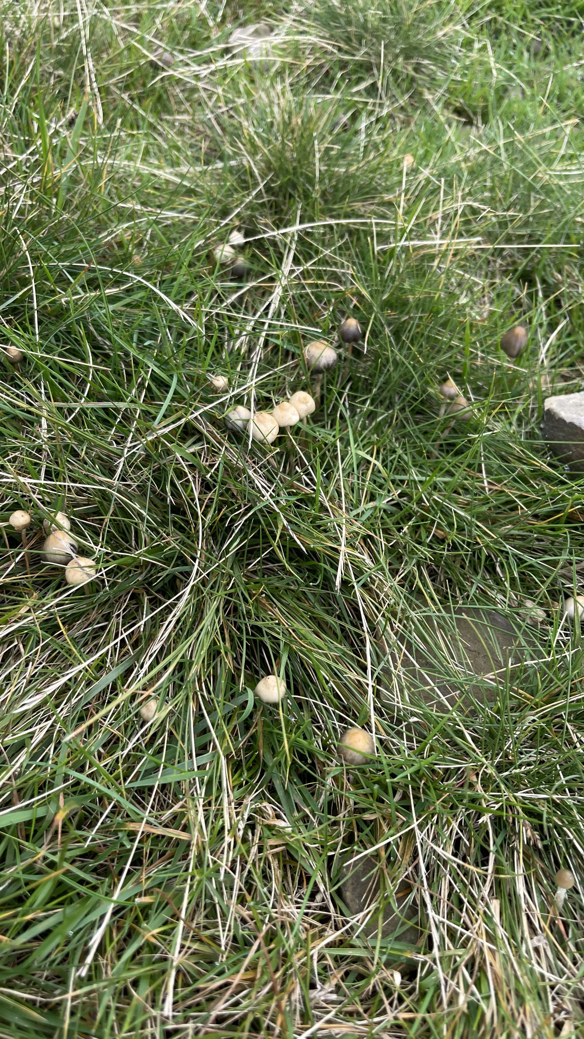 Liberty Cap Magic Mushrooms In The UK